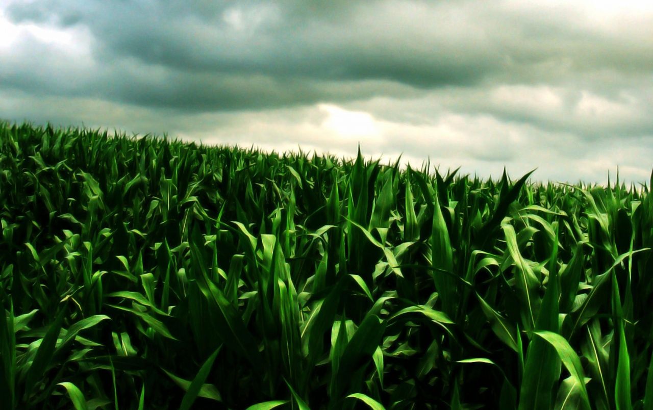 Green corn field wallpaper. Green corn field
