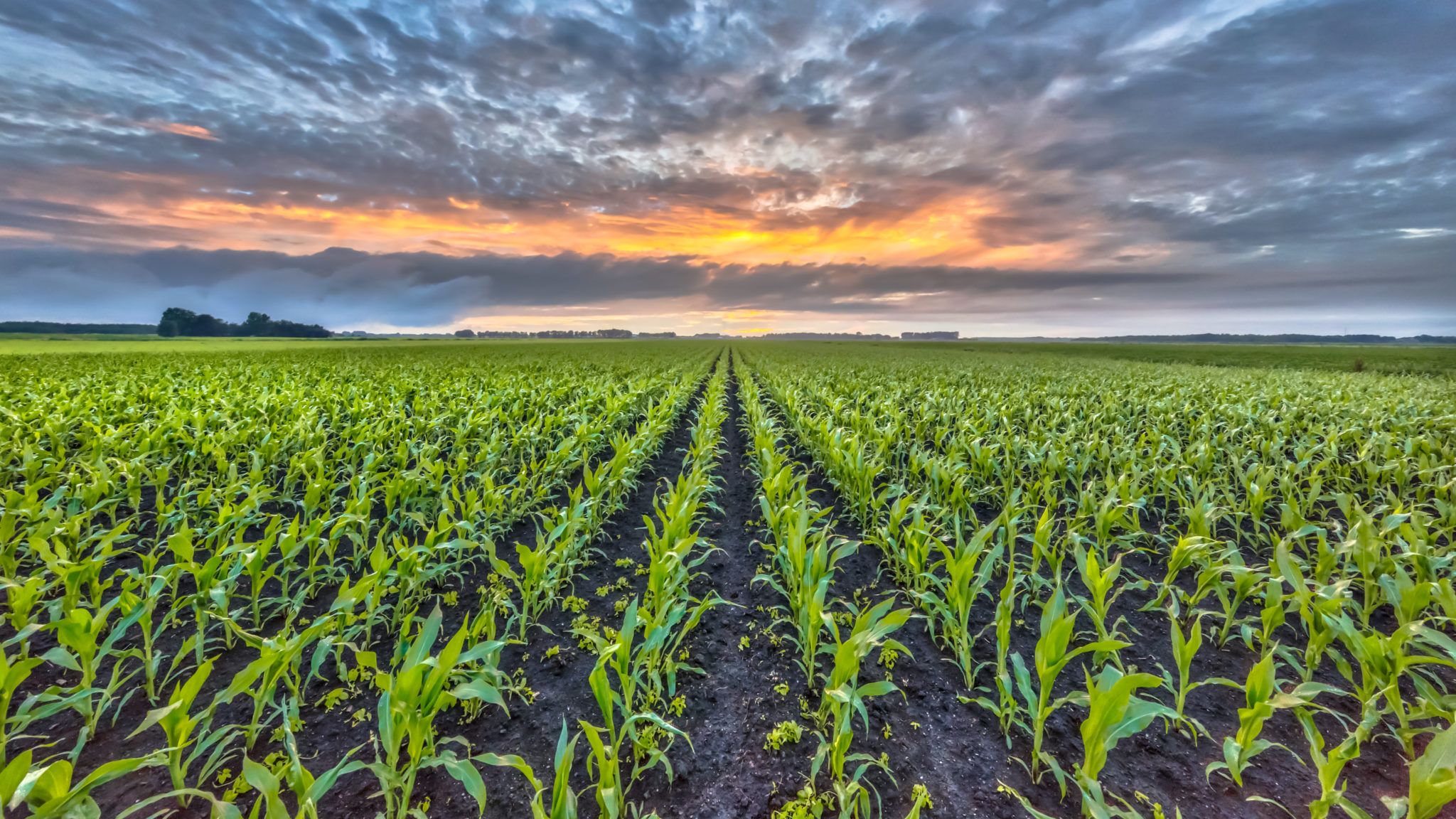 Corn Field Wallpaper Hd