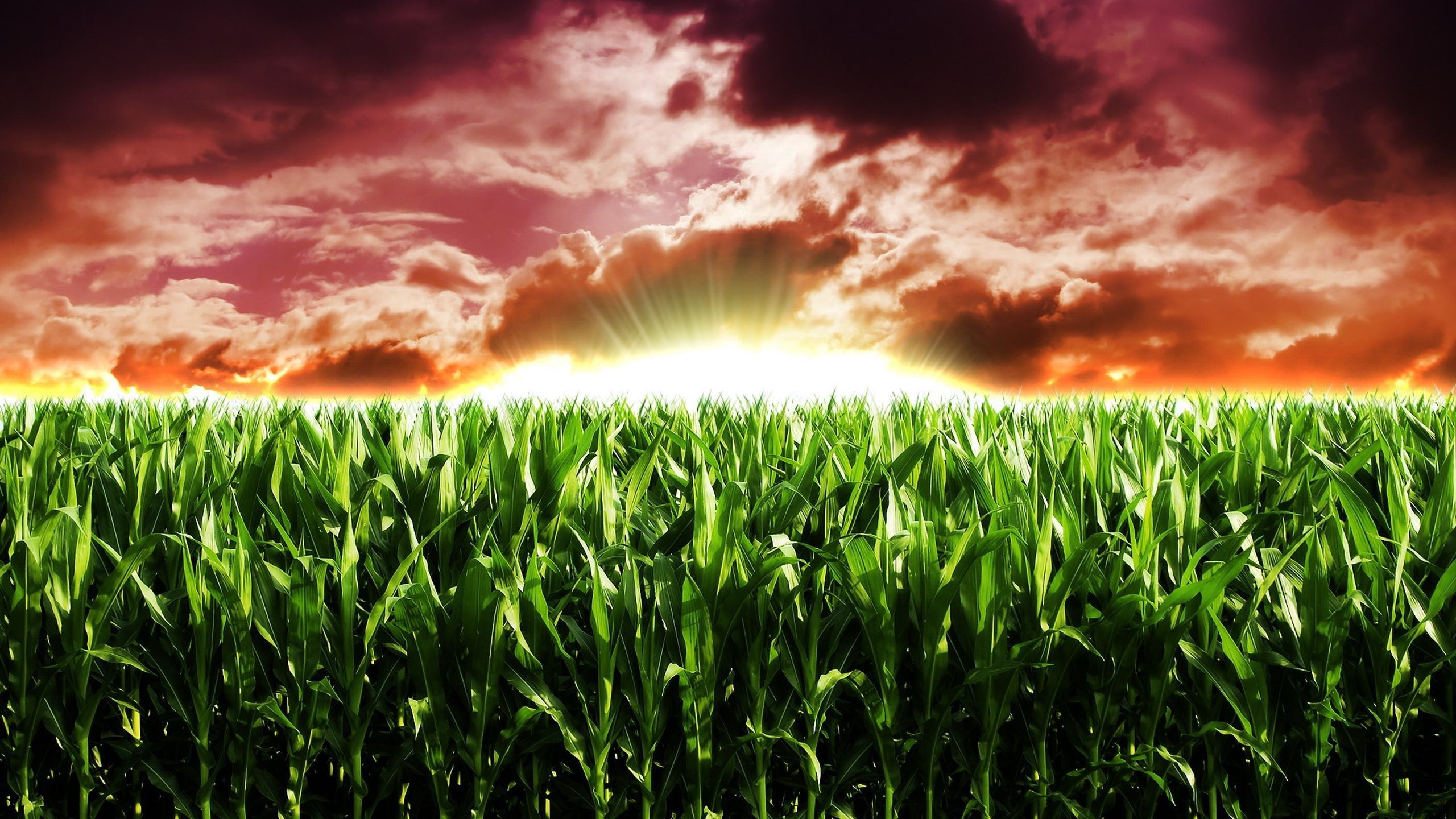 Sunset in the corn field Desktop wallpaper 1920x1080
