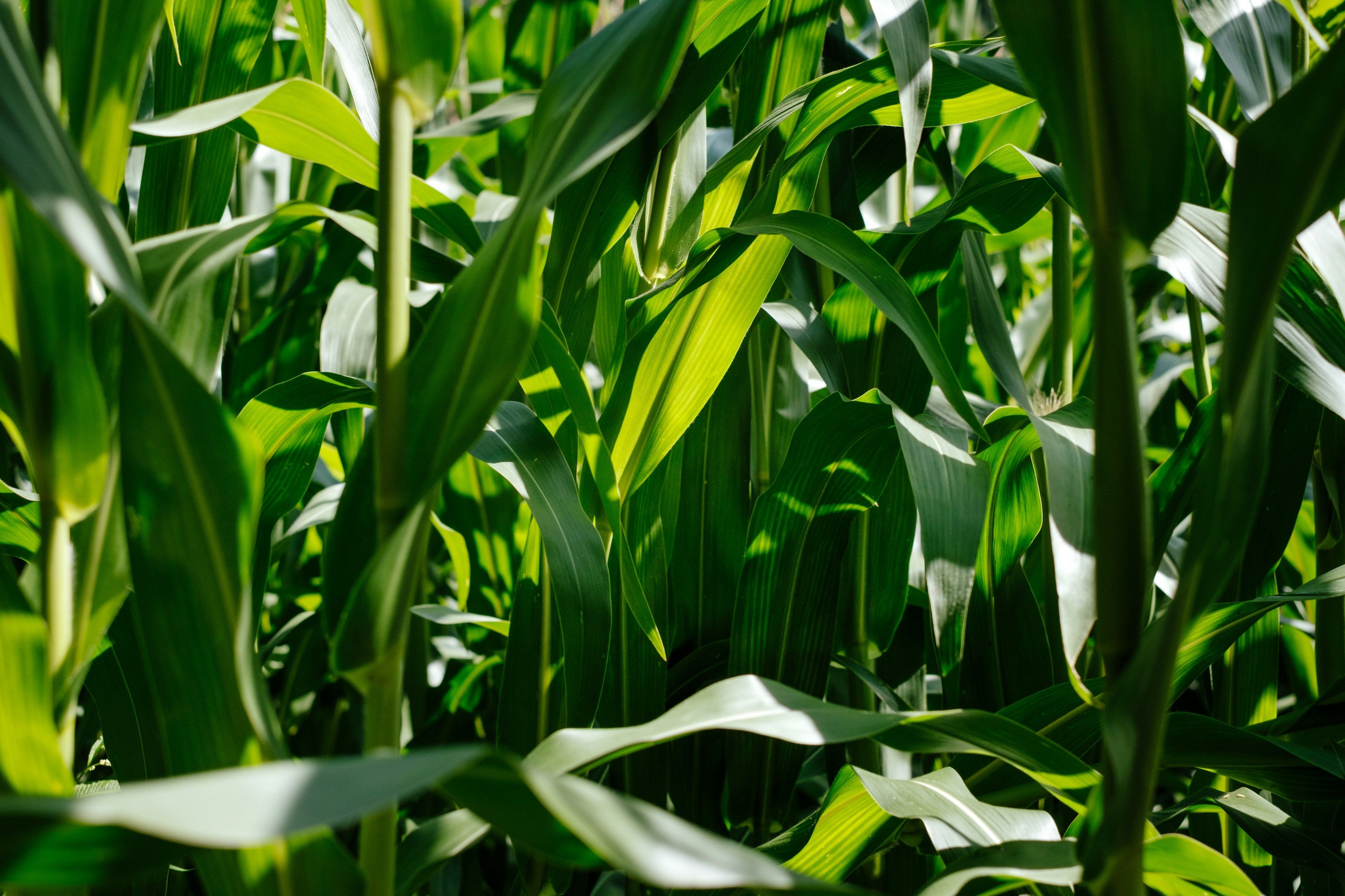Wallpaper / green corn field plant and corn HD 4k wallpaper