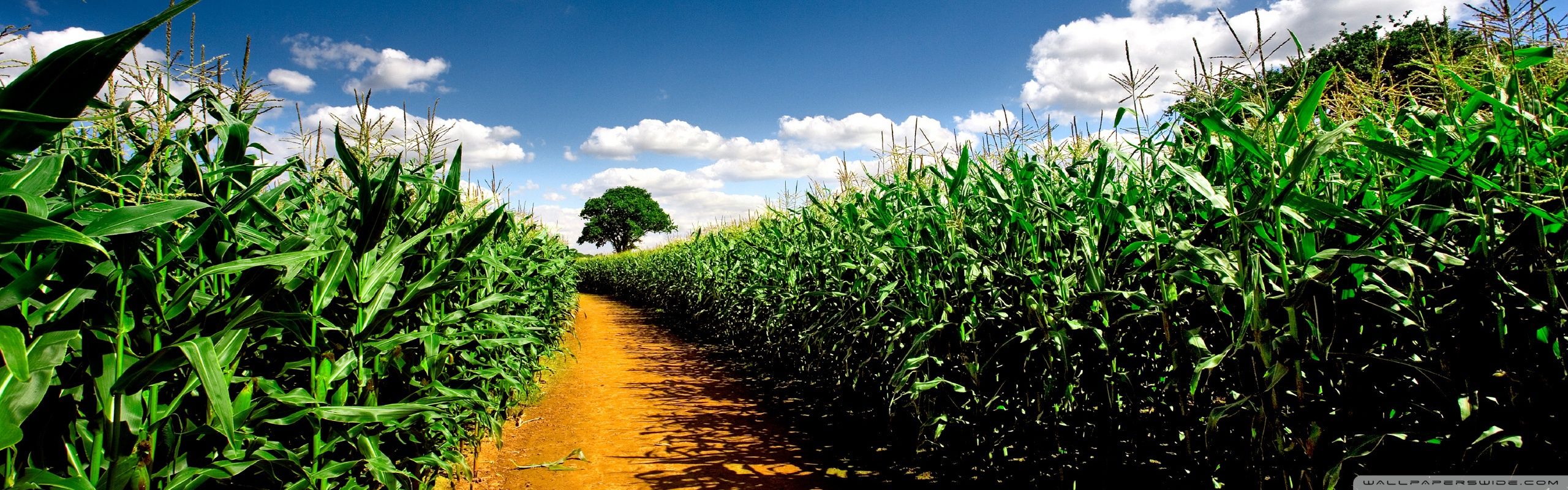  Corn Field Background HD Download  CBEditz