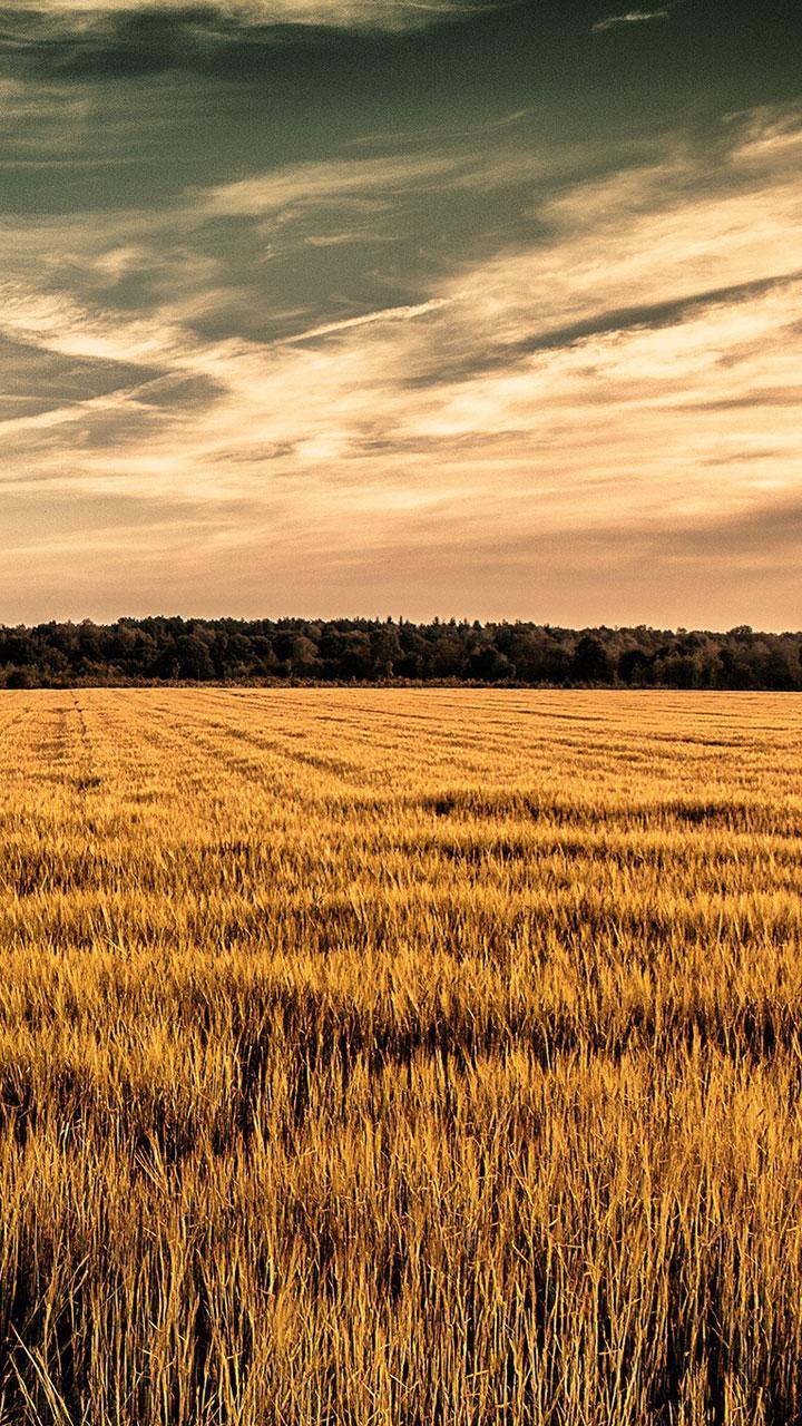 Cornfield Wallpaper HD for Android