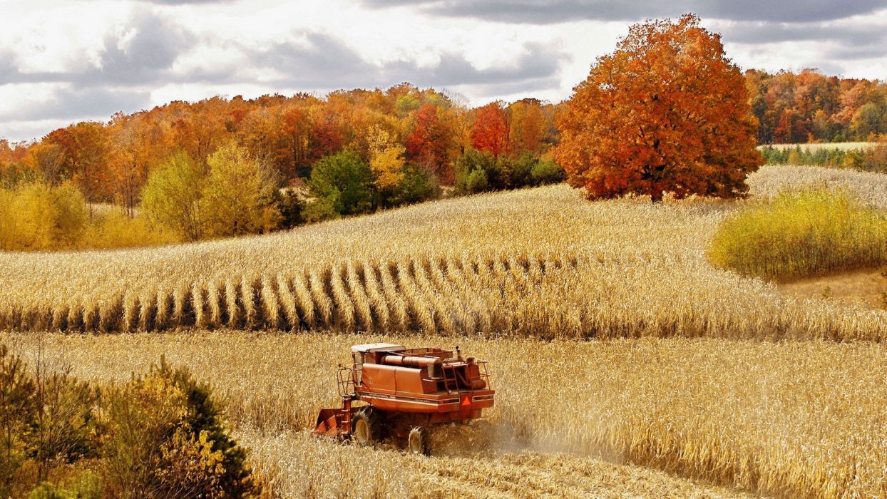 Autumn corn harvest Michigan Cadillac cornfield wallpaperx1080