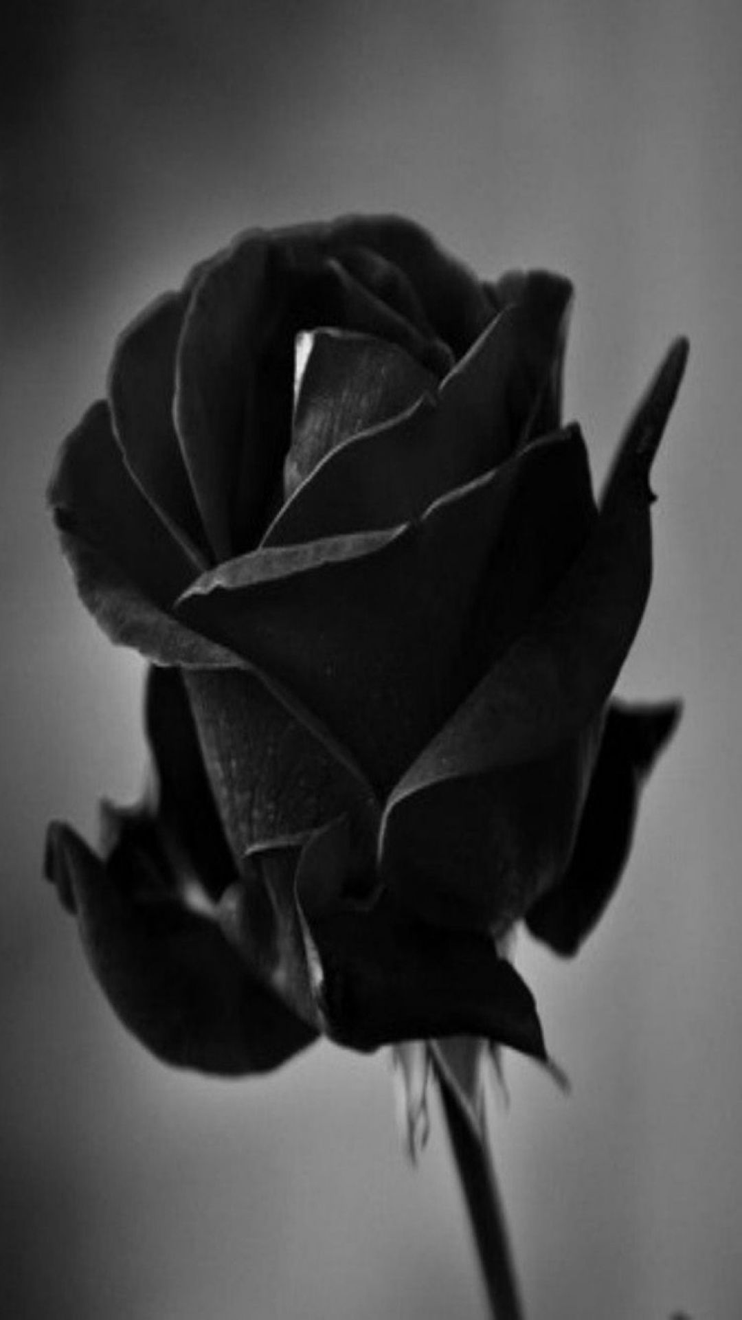 22 Beautiful Rose Wallpaper iPhone Backgrounds  Everything Abode