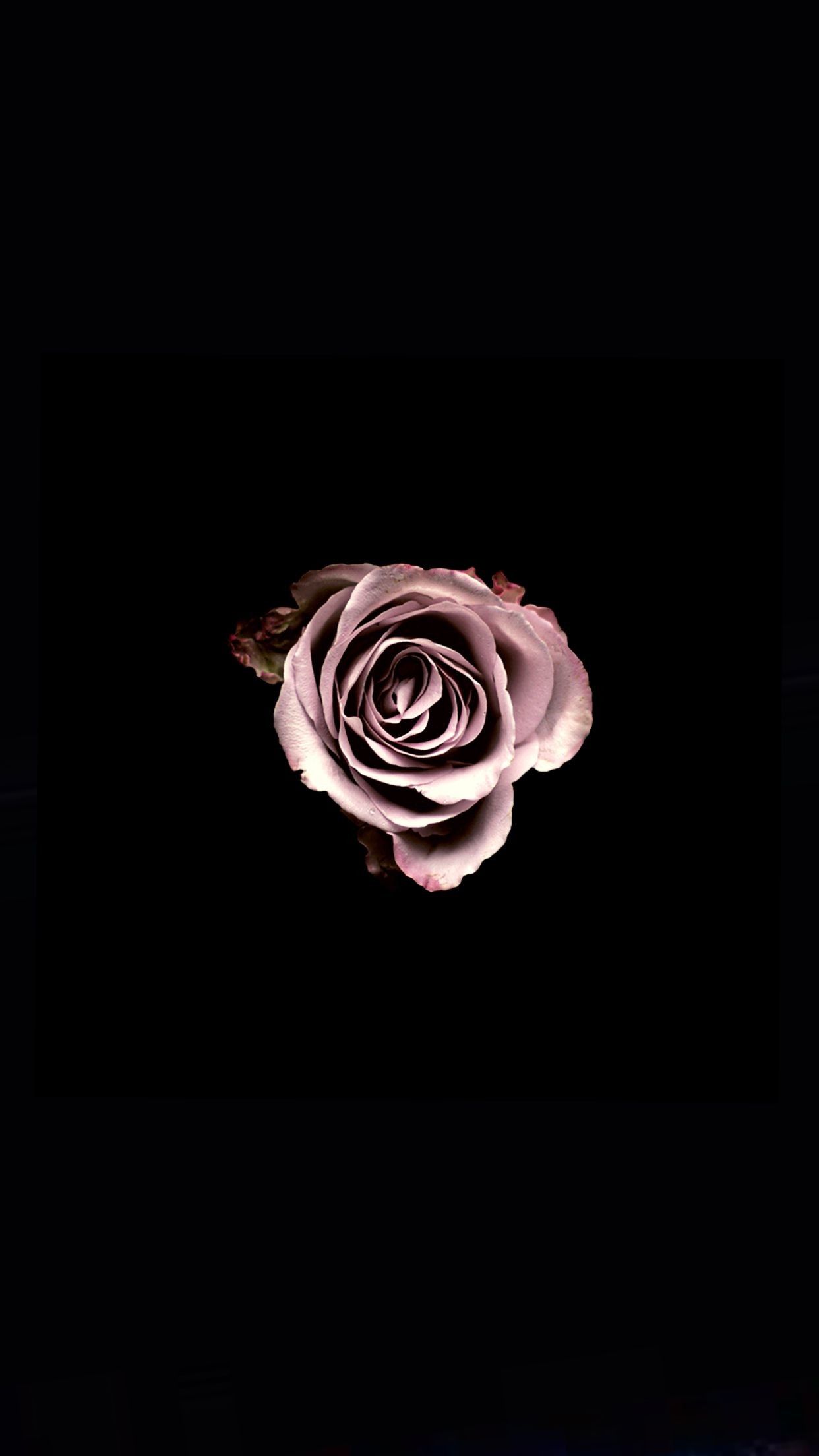 iPhone Black Rose Wallpaper HD