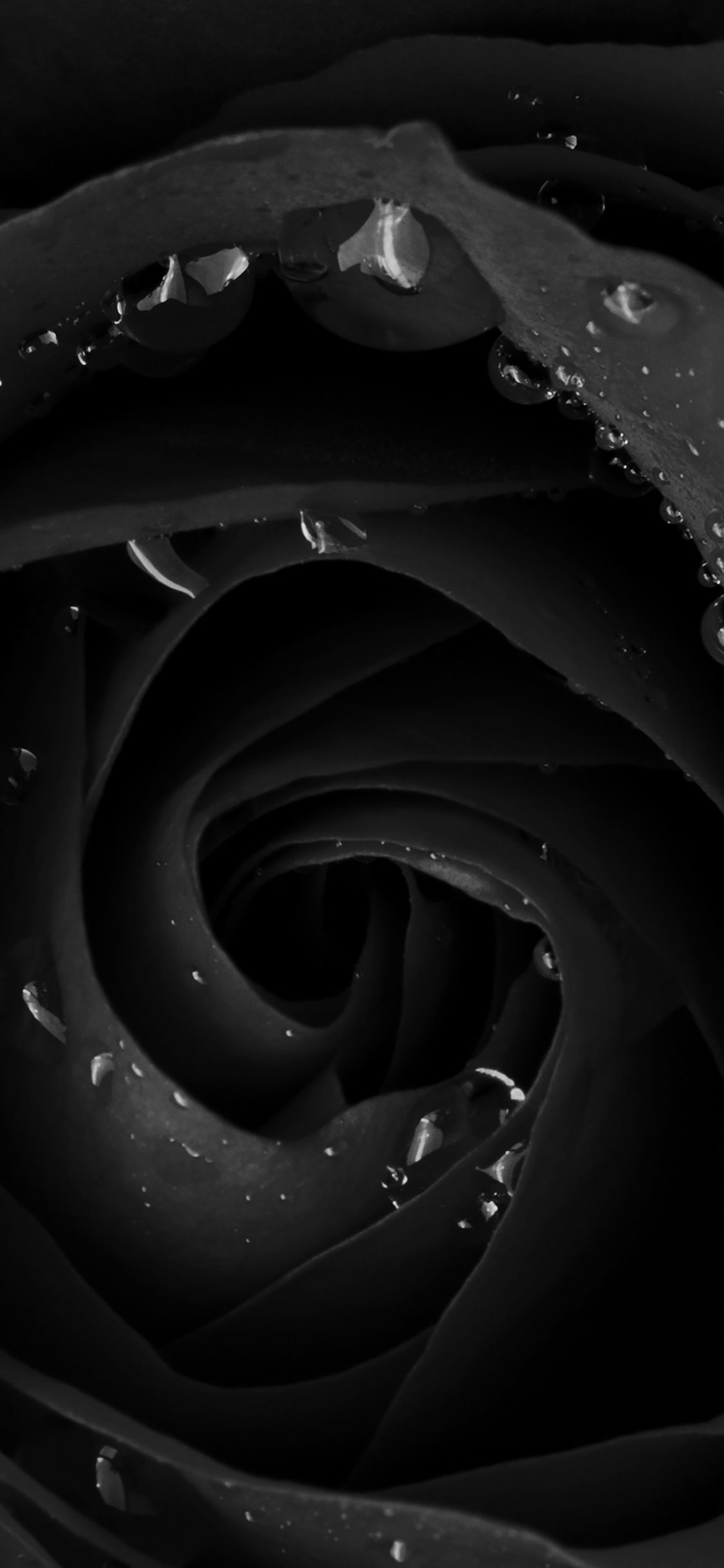 iPhone X wallpaper. beautiful dark rose flower nature