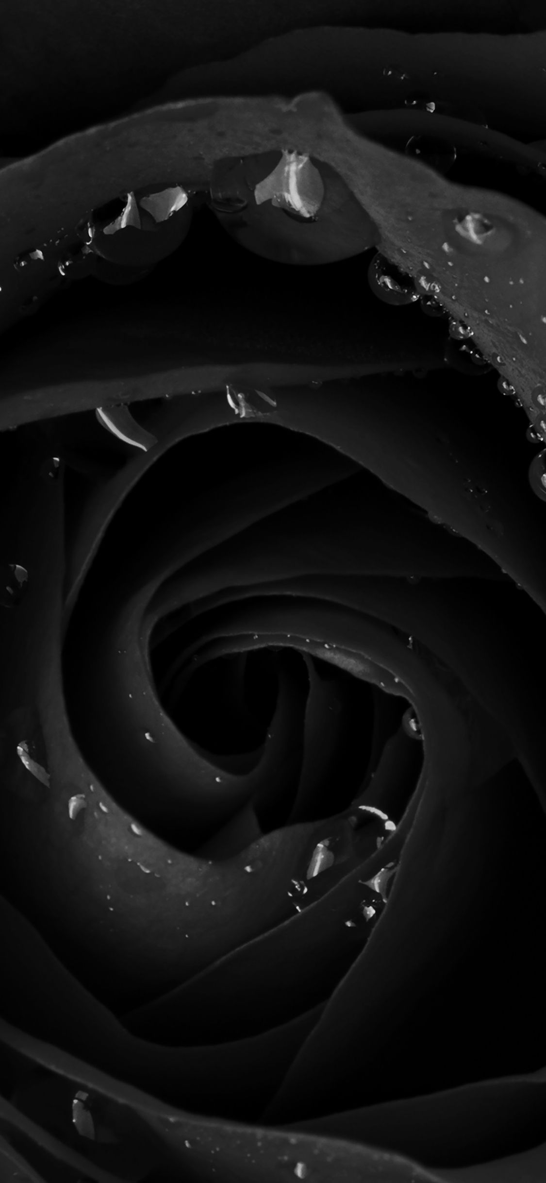 Black Rose HD iPhone Wallpapers - Wallpaper Cave