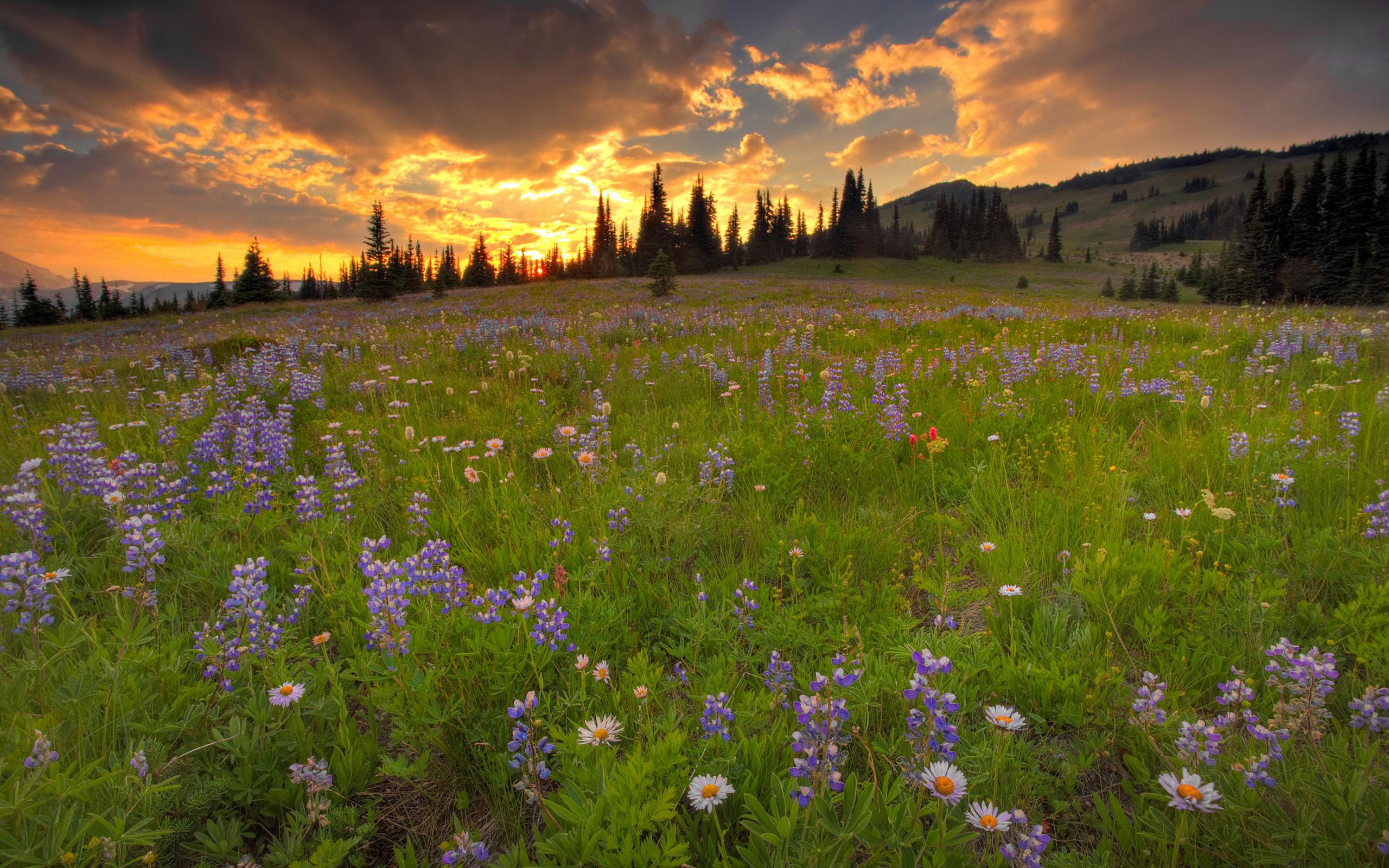 Autumn Meadow Wallpapers - Wallpaper Cave