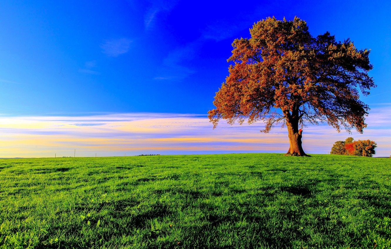 Wallpaper the sky, grass, clouds, tree, foliage, Autumn, meadow image for desktop, section пейзажи