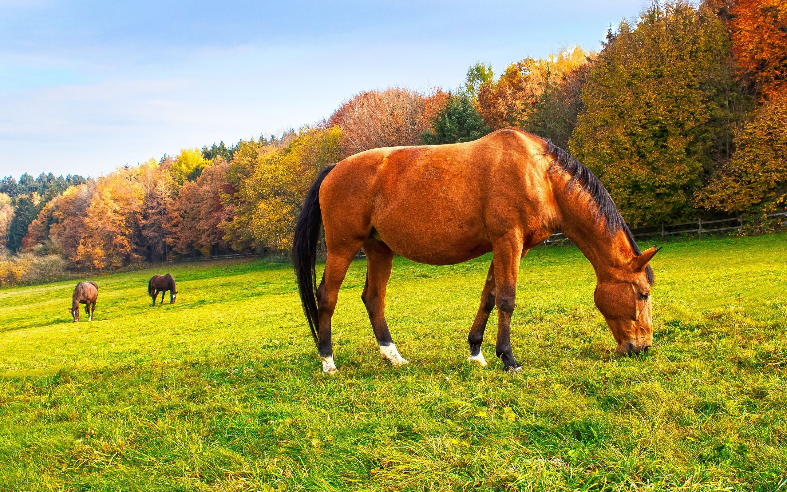 Wallpaper horse Autumn Meadow Grass Animals 2560x1600