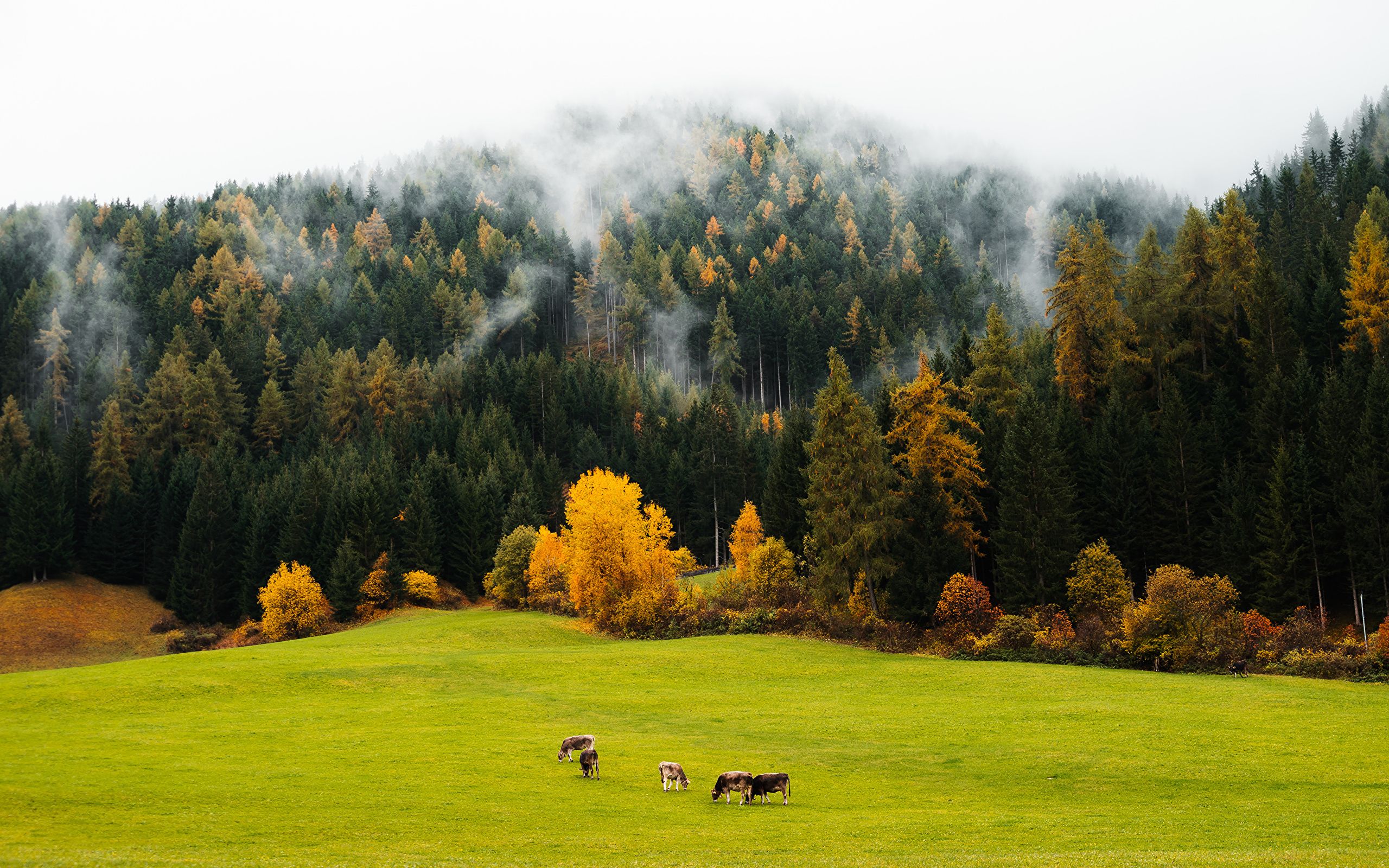Photos Cow Fog Nature Autumn Meadow forest 2560x1600