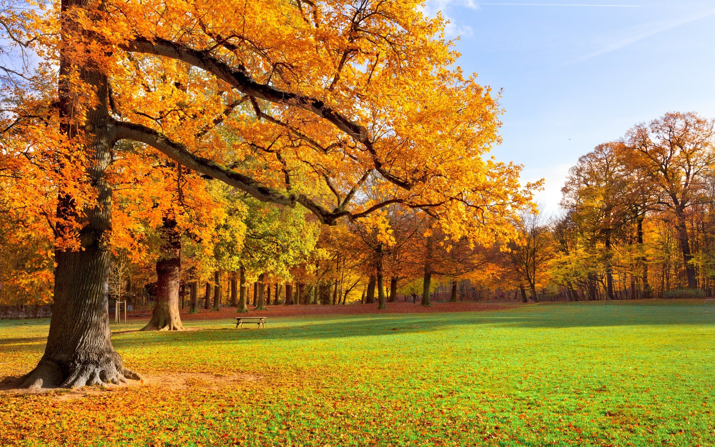 Trees meadow park park foliage golden autumn wallpaperx1800