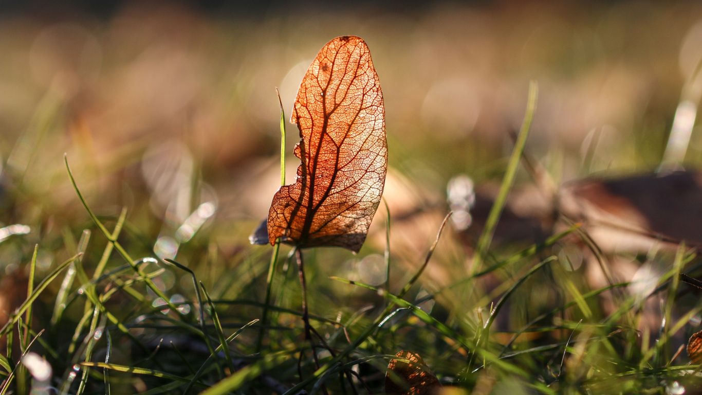 Desktop Wallpaper Autumn, Meadow, Dry Leaf, Close Up, HD Image, Picture, Background, 1bcizs