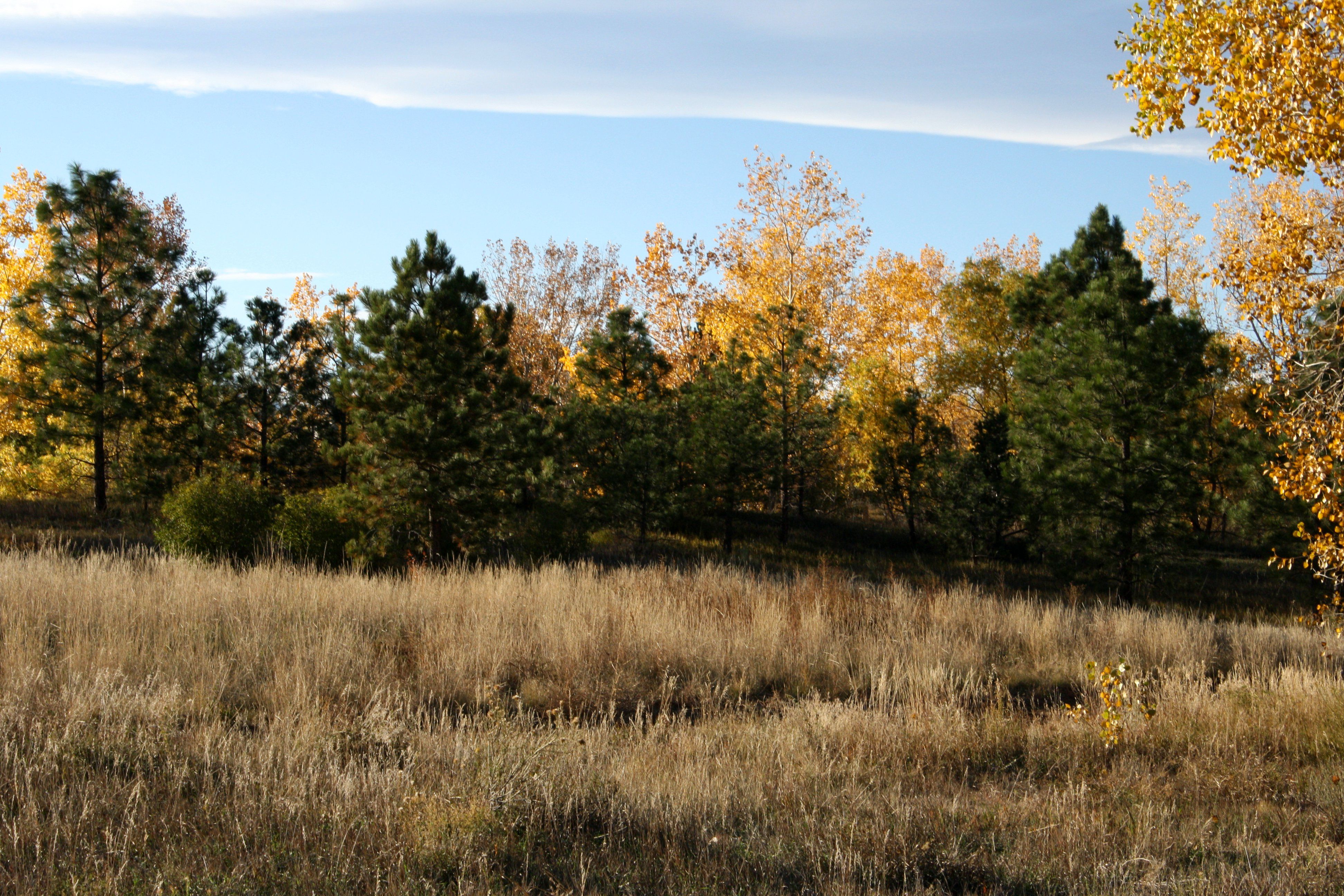 Autumn Meadow Picture. Free Photograph. Photo Public Domain