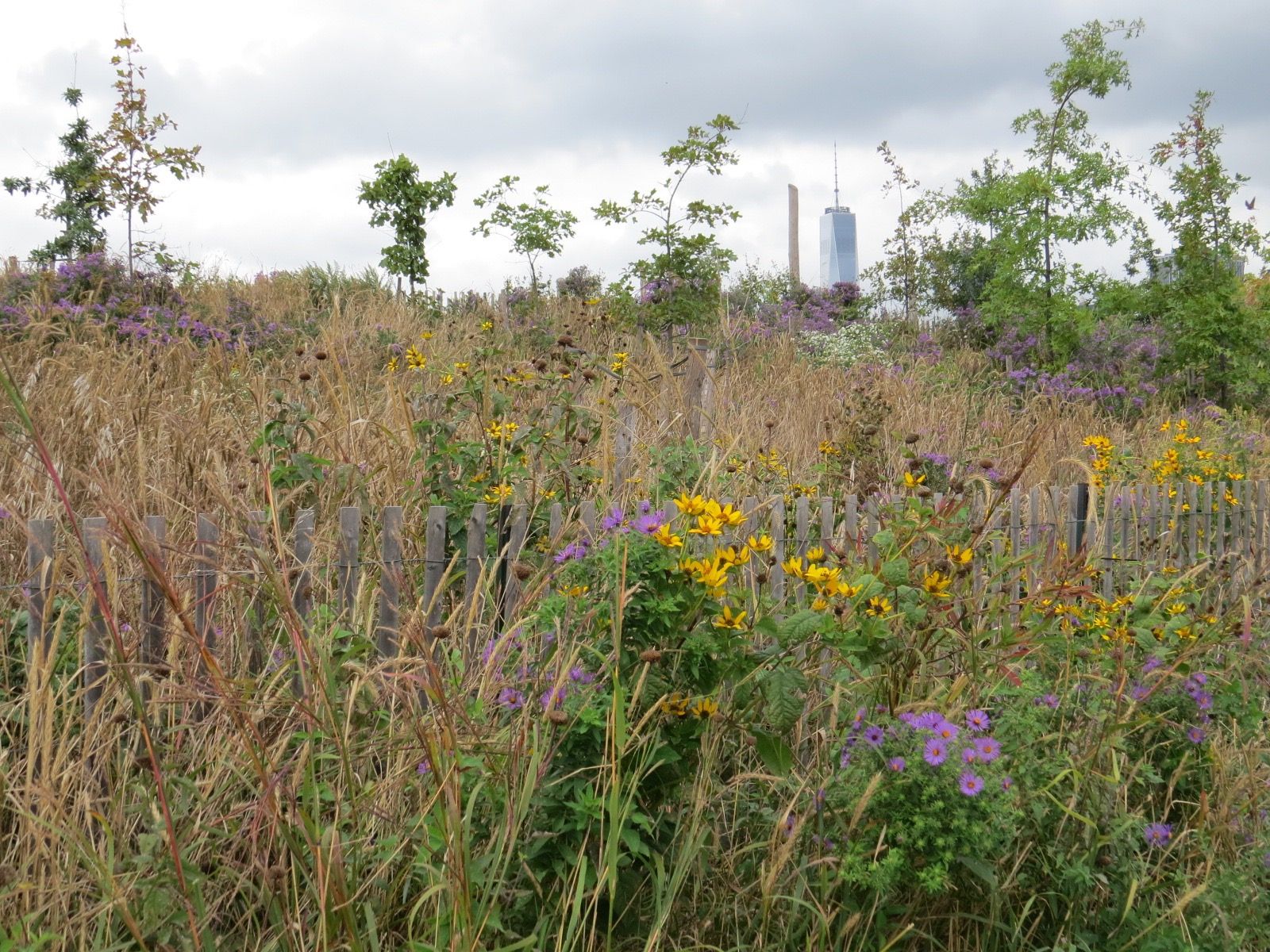 Autumn Meadows. Backyard and Beyond