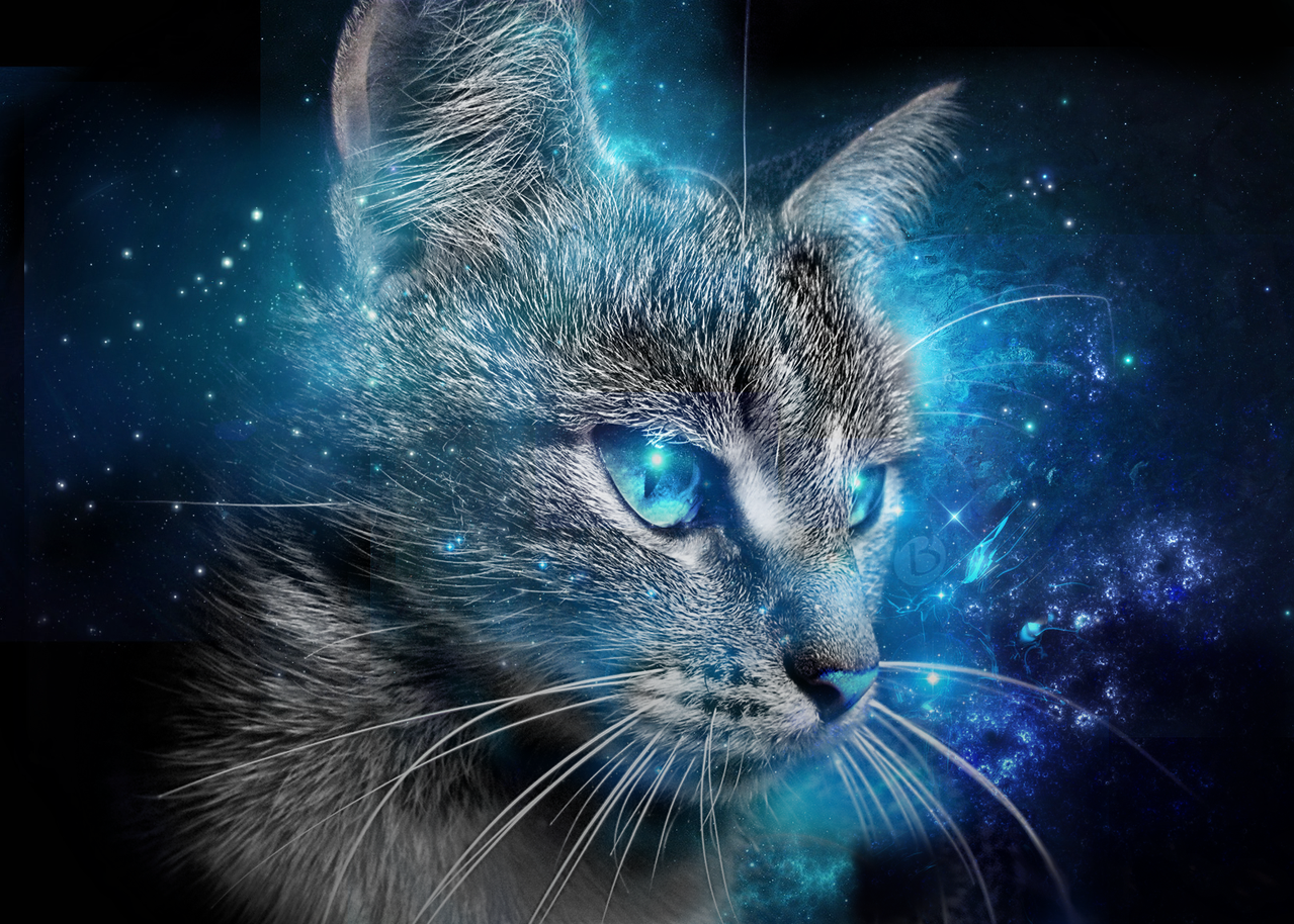 Magical Cats Wallpapers - Wallpaper Cave