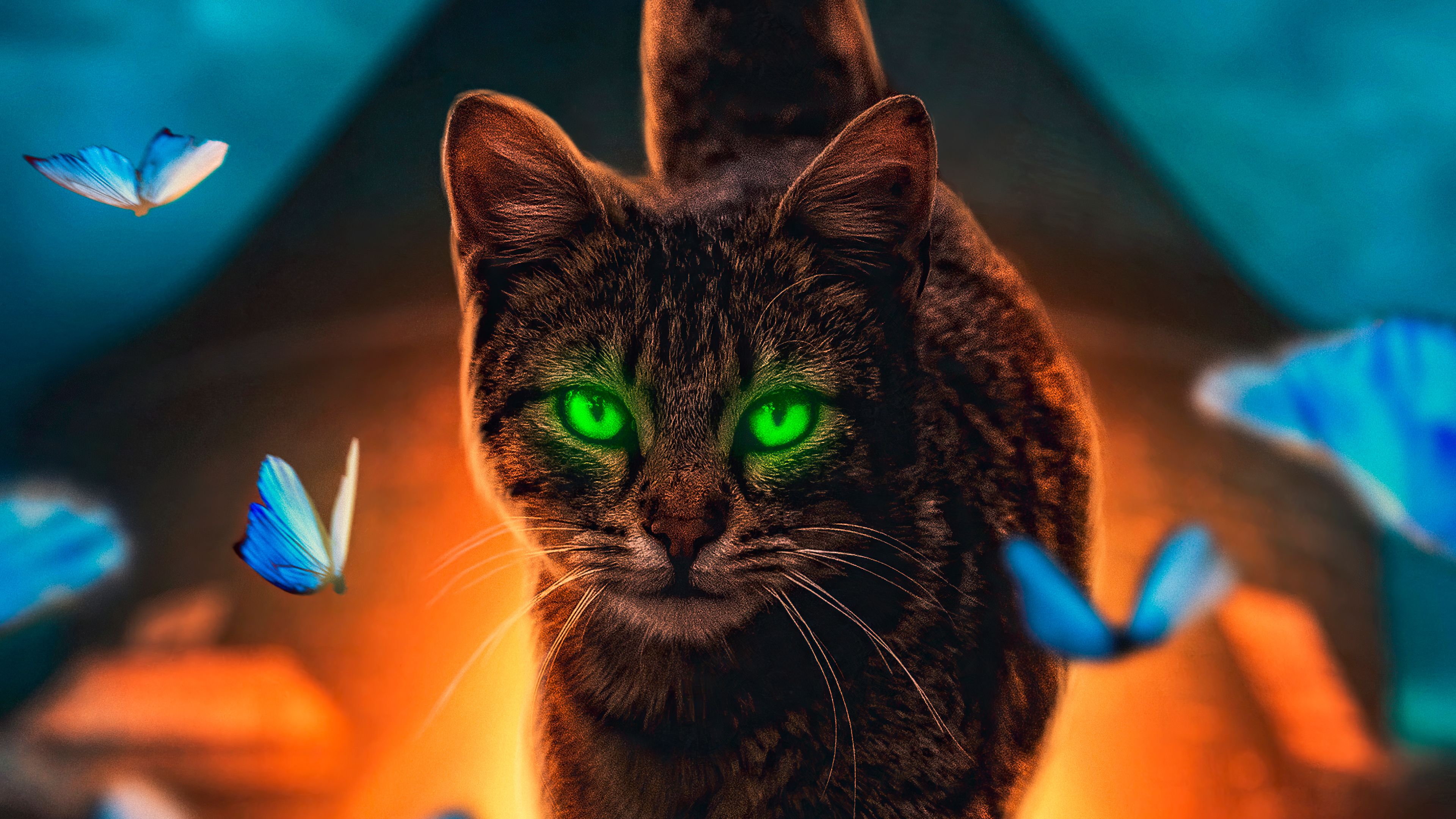 Cat Magical Walk 4k, HD Animals, 4k Wallpaper, Image, Background, Photo and Picture