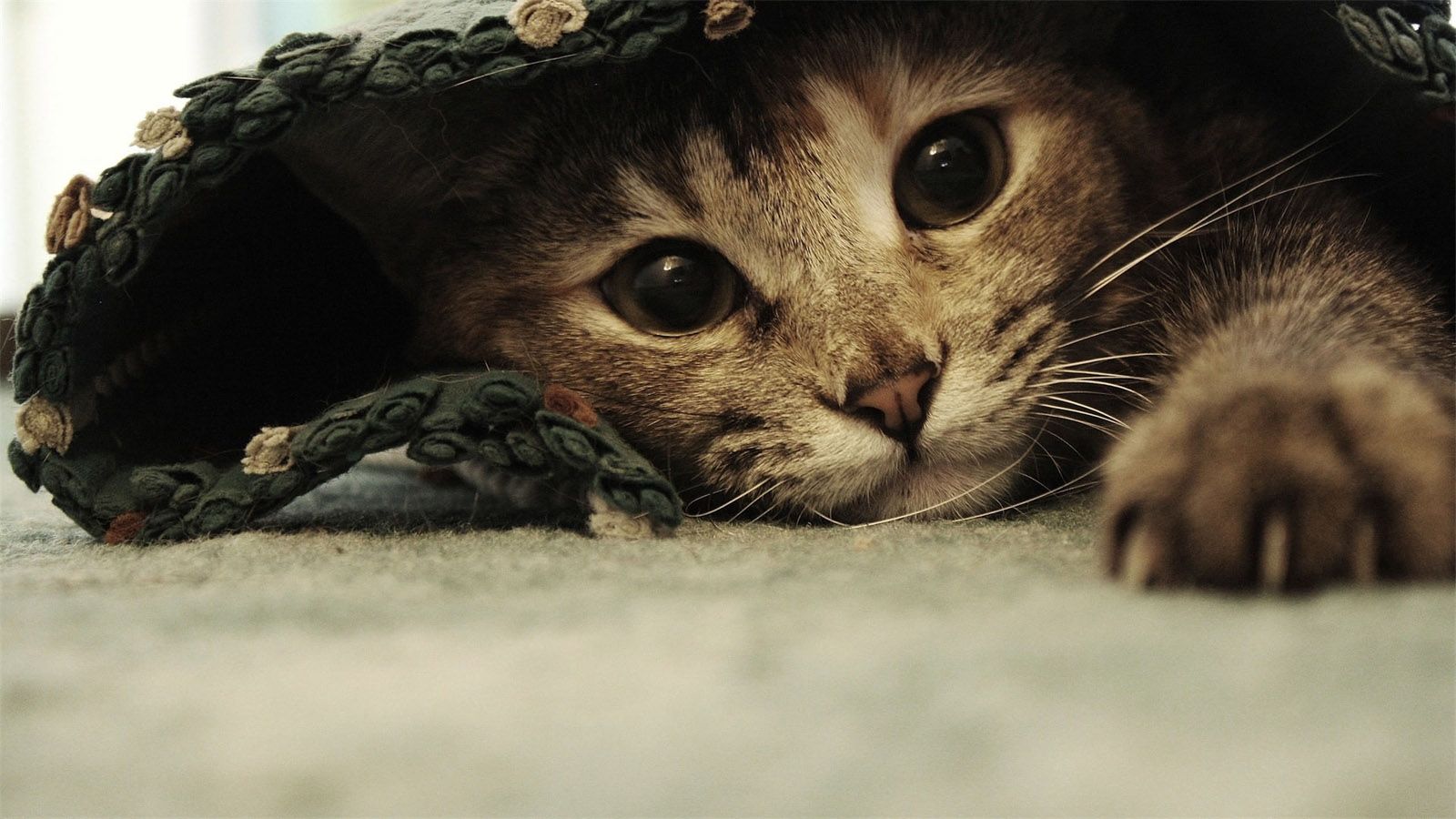 Cute Hiding Cat Wallpaper