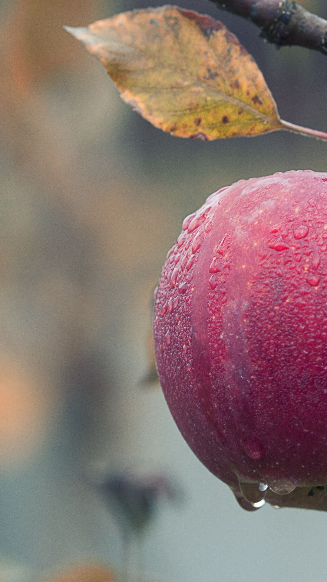 Download wallpaper: Fresh and sweet apple fruit 1080x1920