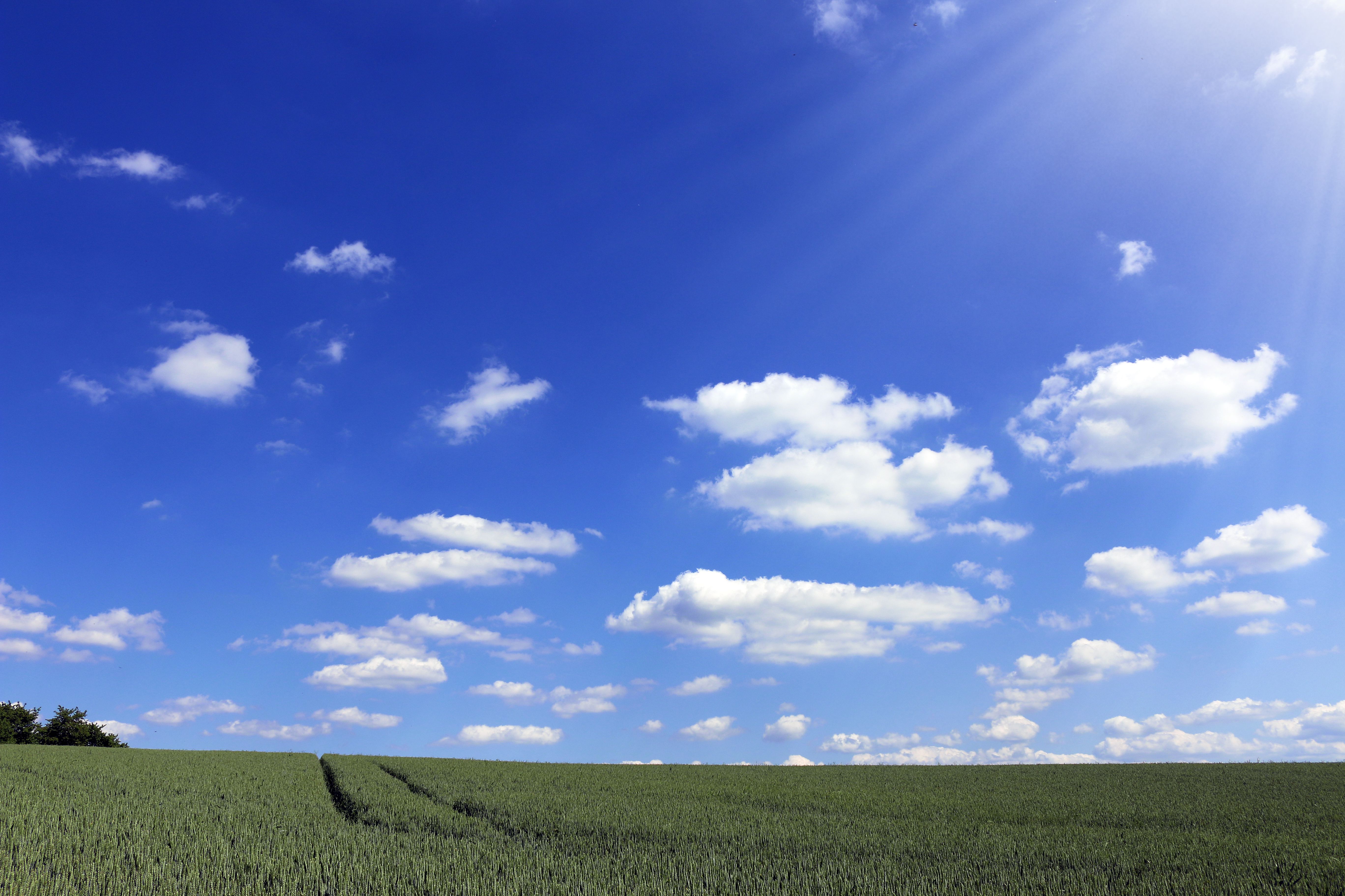 Crop Field Under Sunny Sky · Free