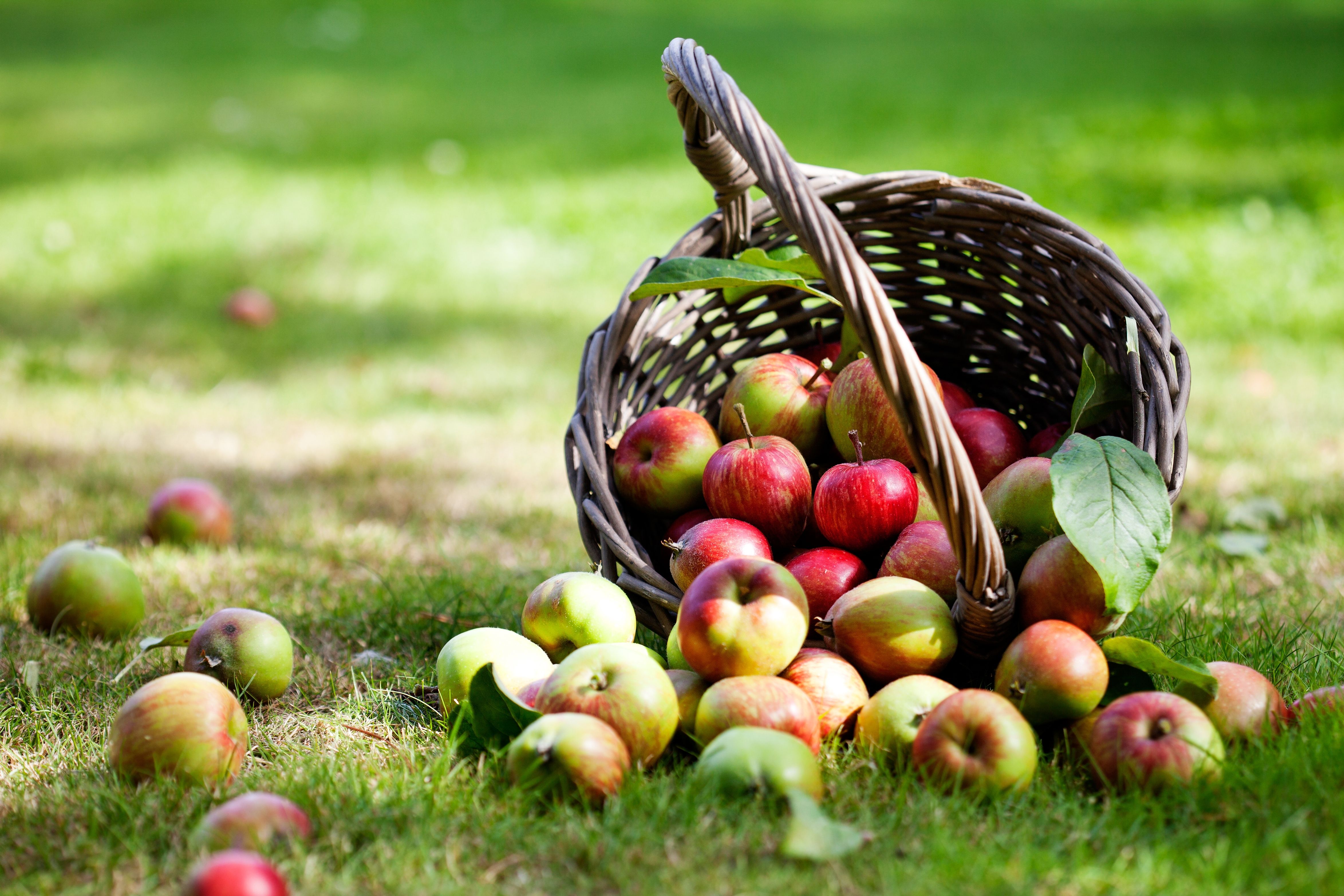 fruit, apples, harvest, basket wallpaper