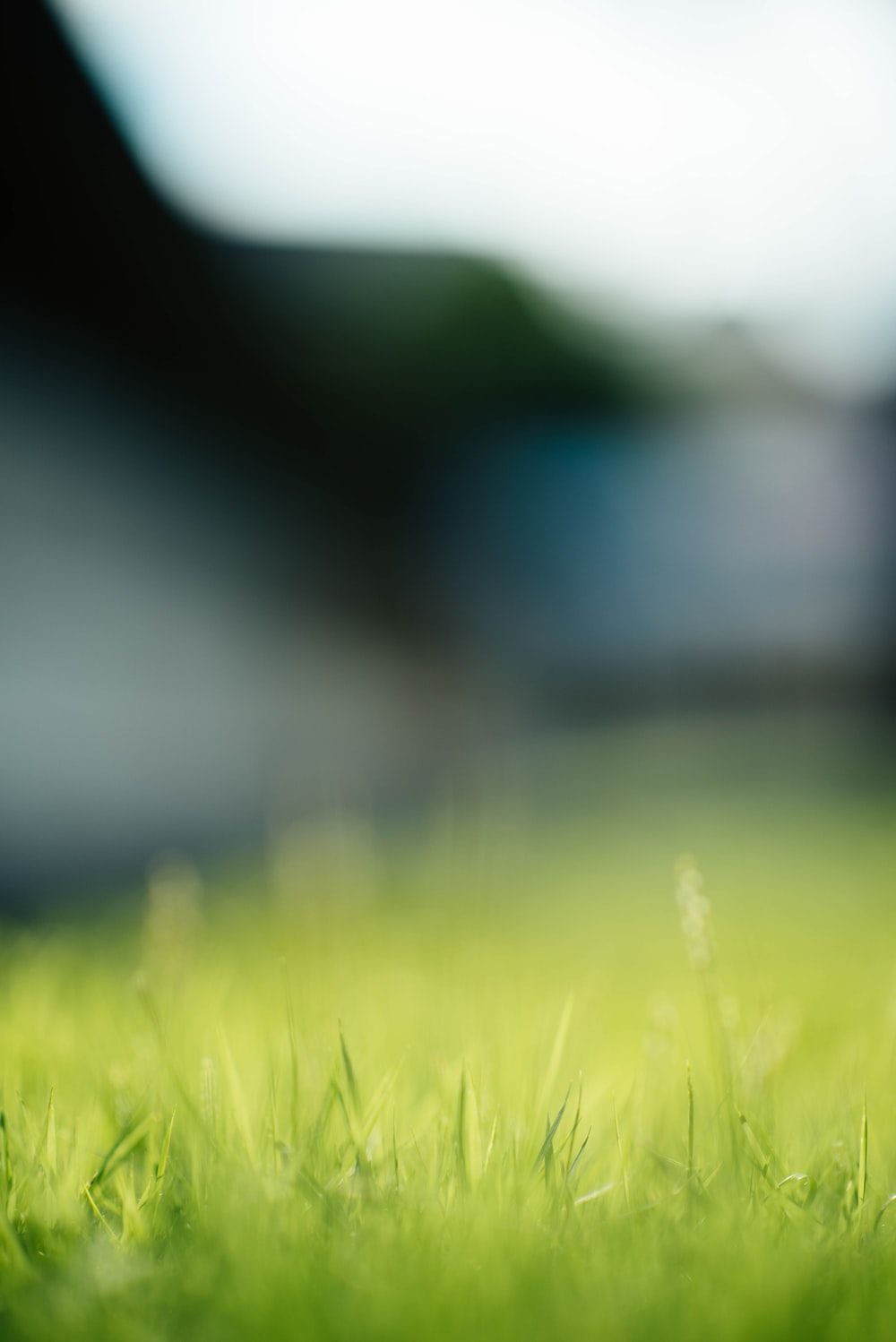 Grass Background Image: Download HD Background