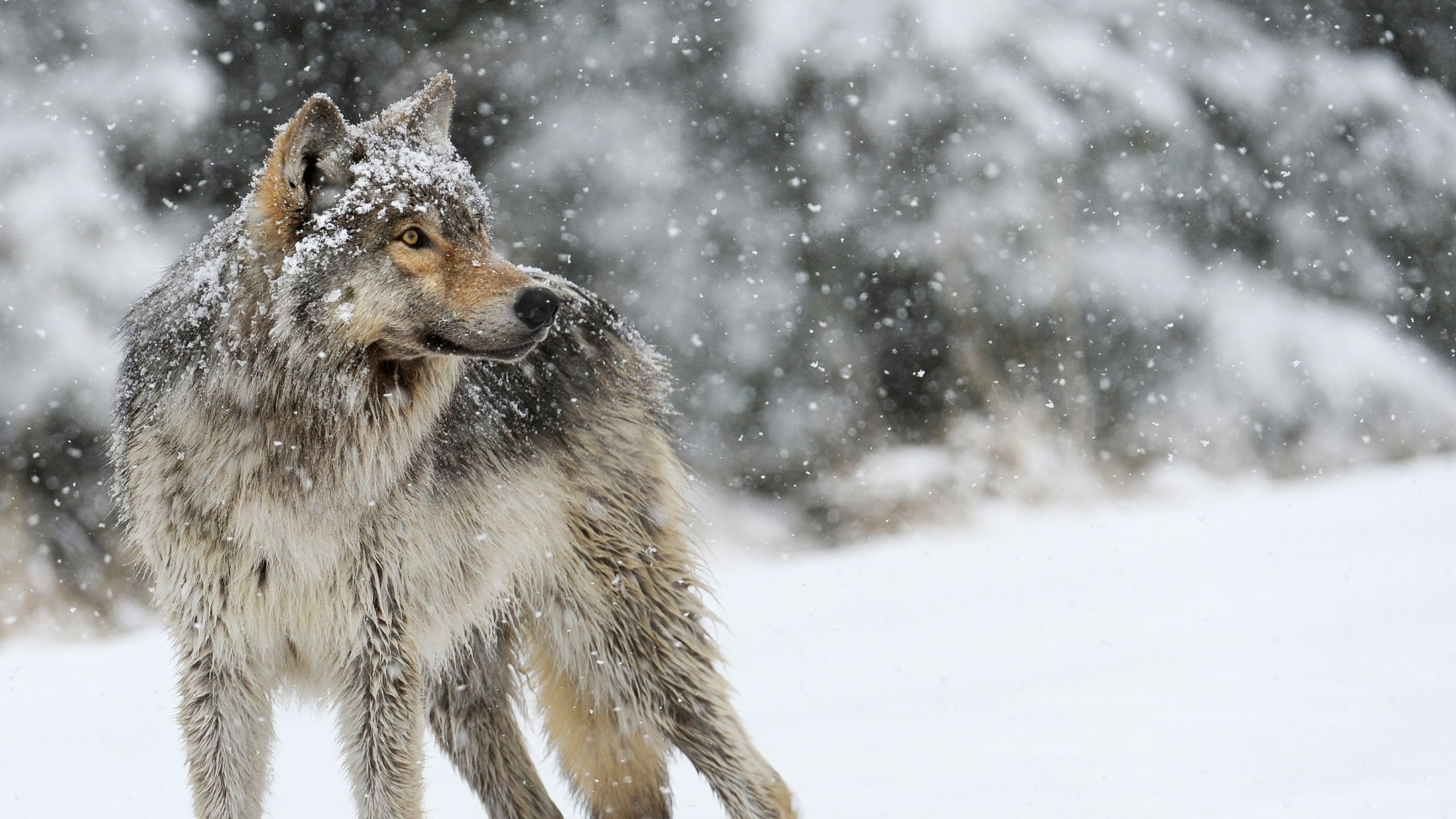 wolf, snow, winter. Wolf picture, Wolf wallpaper, Wolf