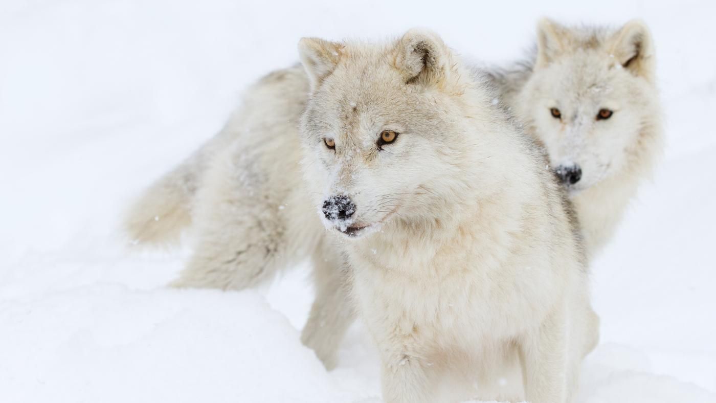 Most viewed Arctic Wolf wallpaperK Wallpaper