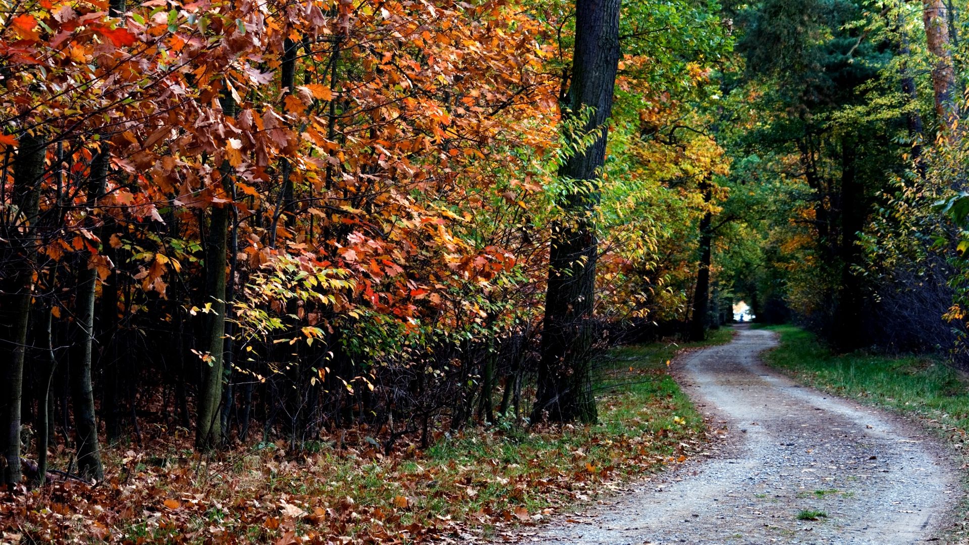 Download 1920x1080 HD Wallpaper road forest ireland autumn, Desktop Background HD