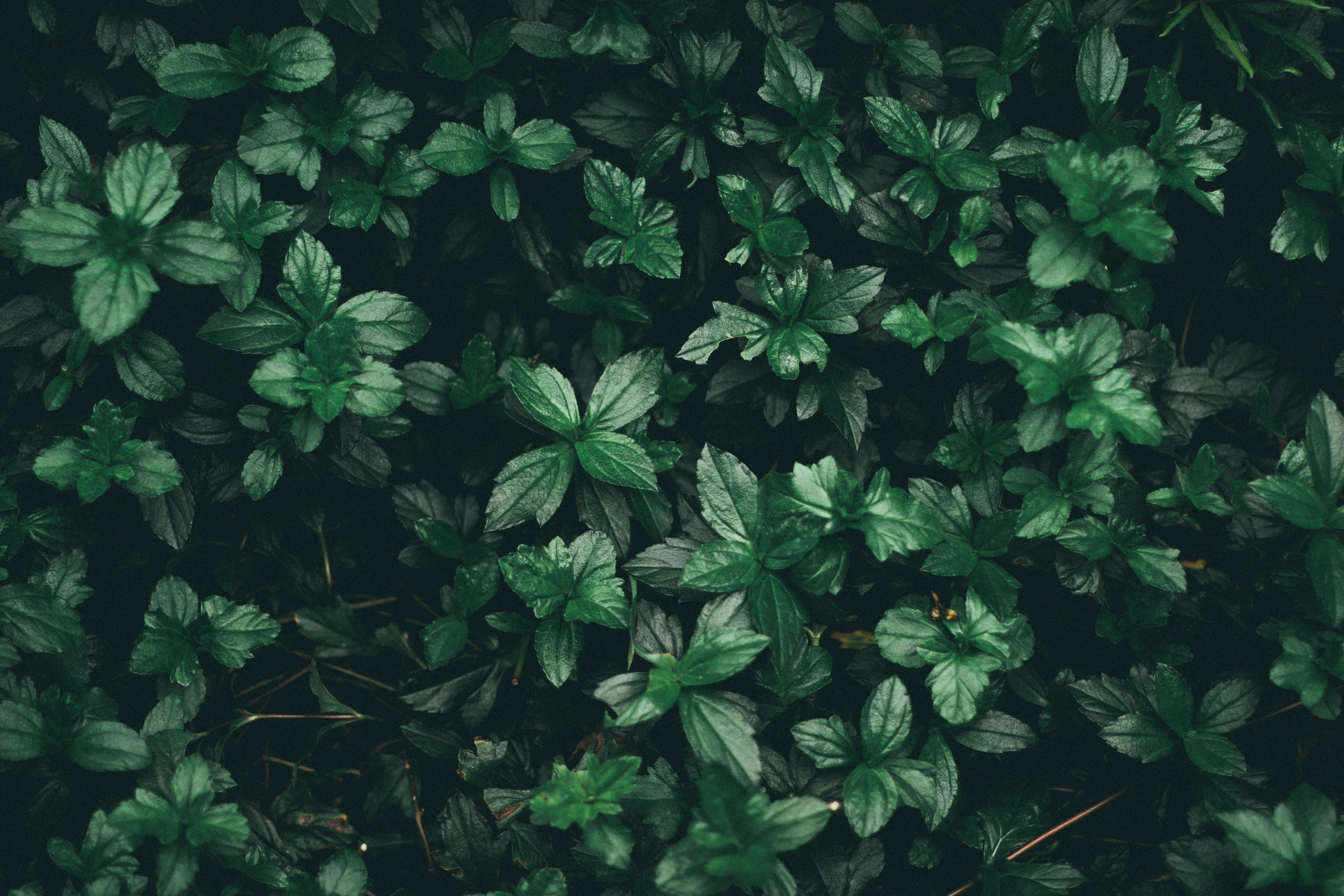 Green Leaf Plant · Free