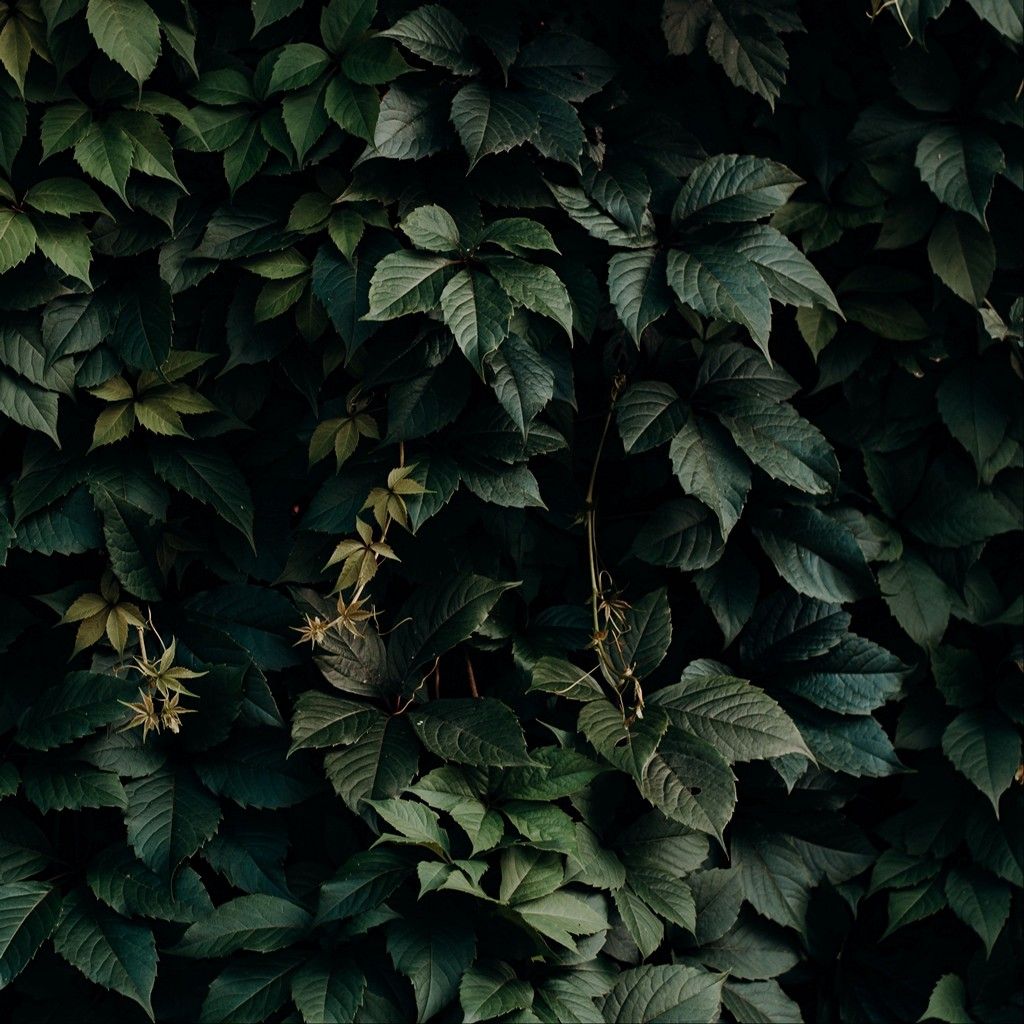 Leaves Green Plant Wallpaper - [1024x1024]