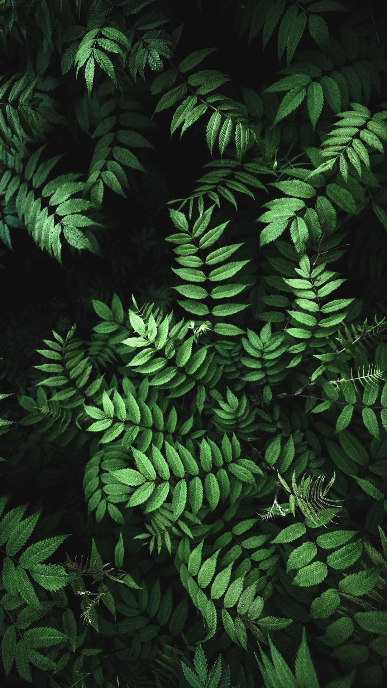 IPhone 8 Wallpaper. Green leaf wallpaper, Fern wallpaper, Plant wallpaper