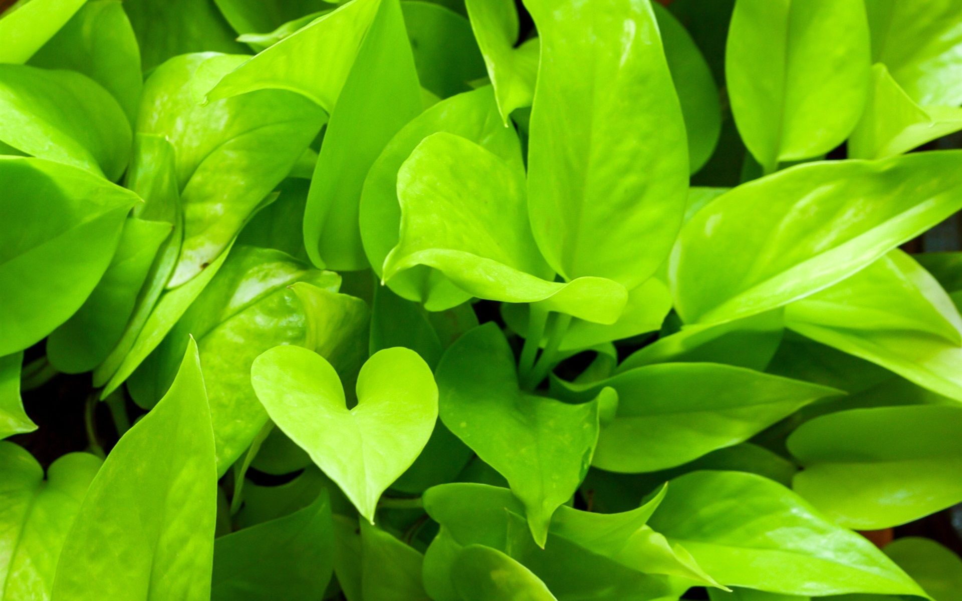 Wallpaper Green Plants Close Up, Pothos 1920x1200 HD Picture, Image