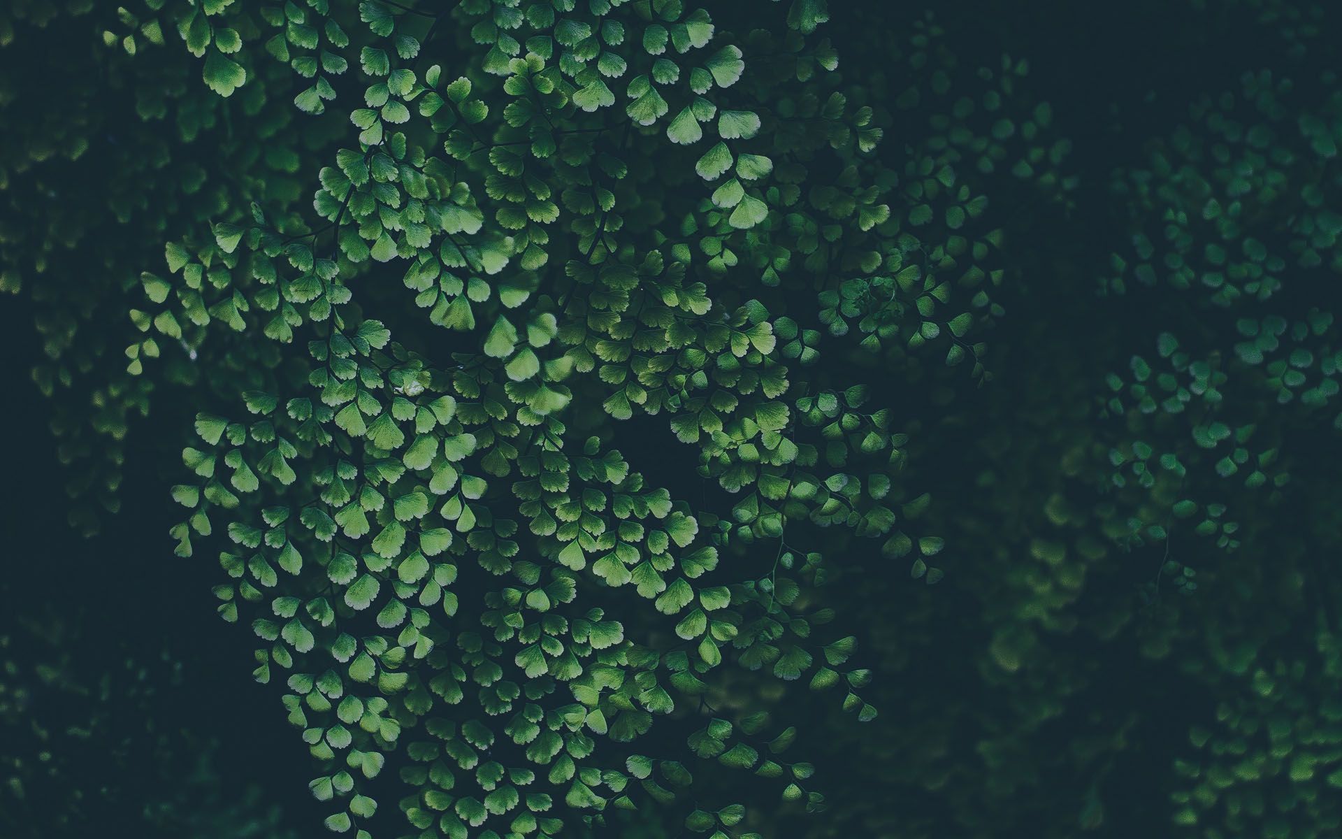 Blur Green Plant HD wallpaper. Plant wallpaper, Green leaves, Green plants