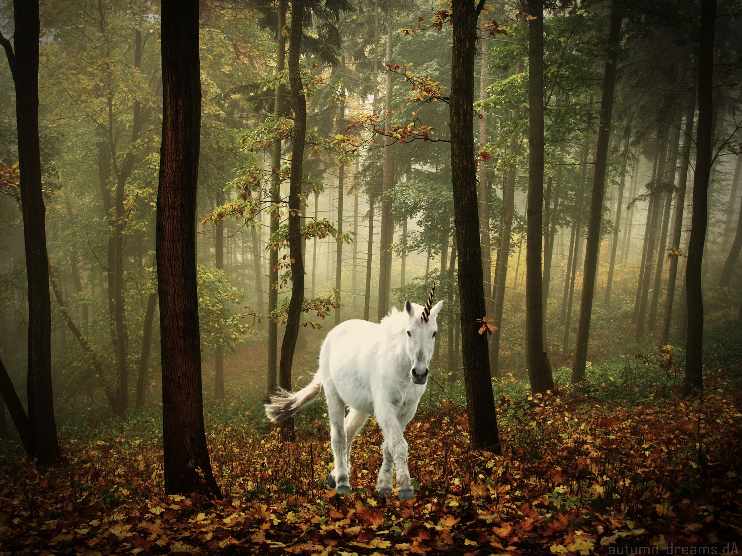 Unicorn horse magical animal autumn forest t wallpaperx1875