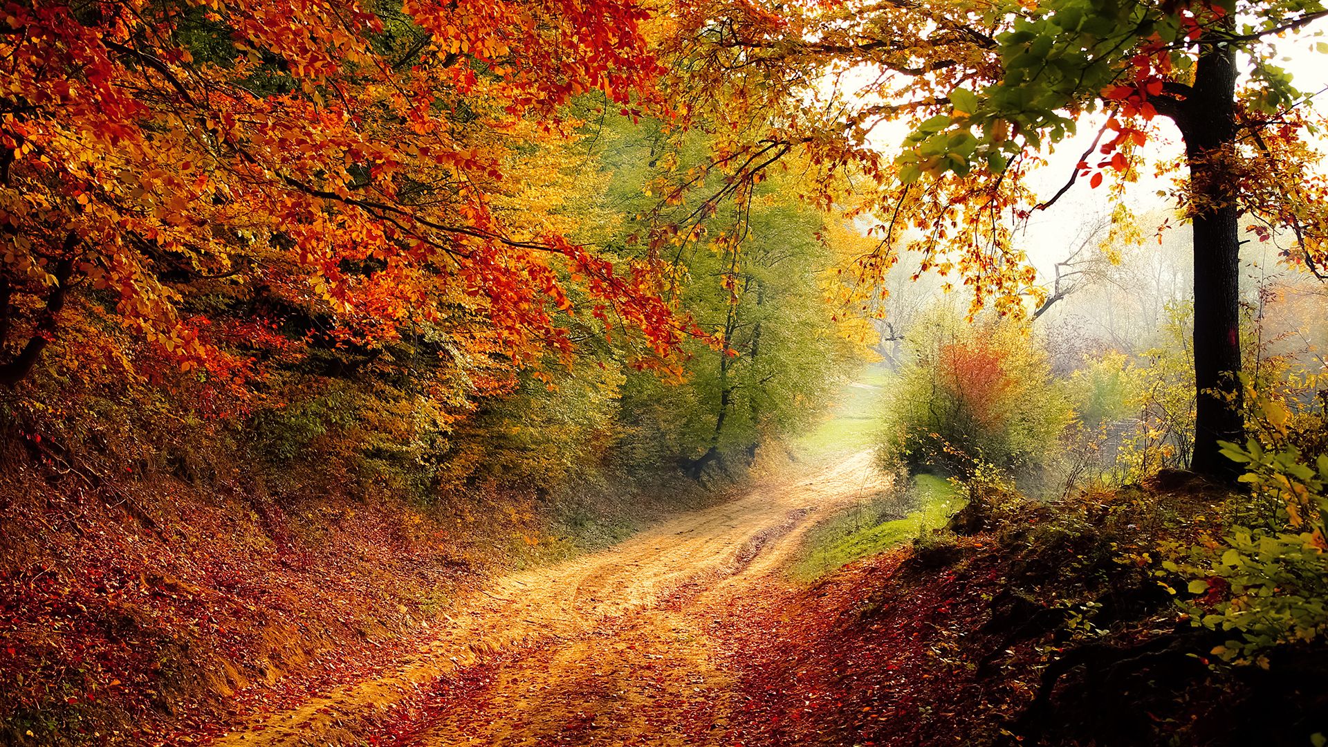 Autumn Road Chromebook Wallpaper