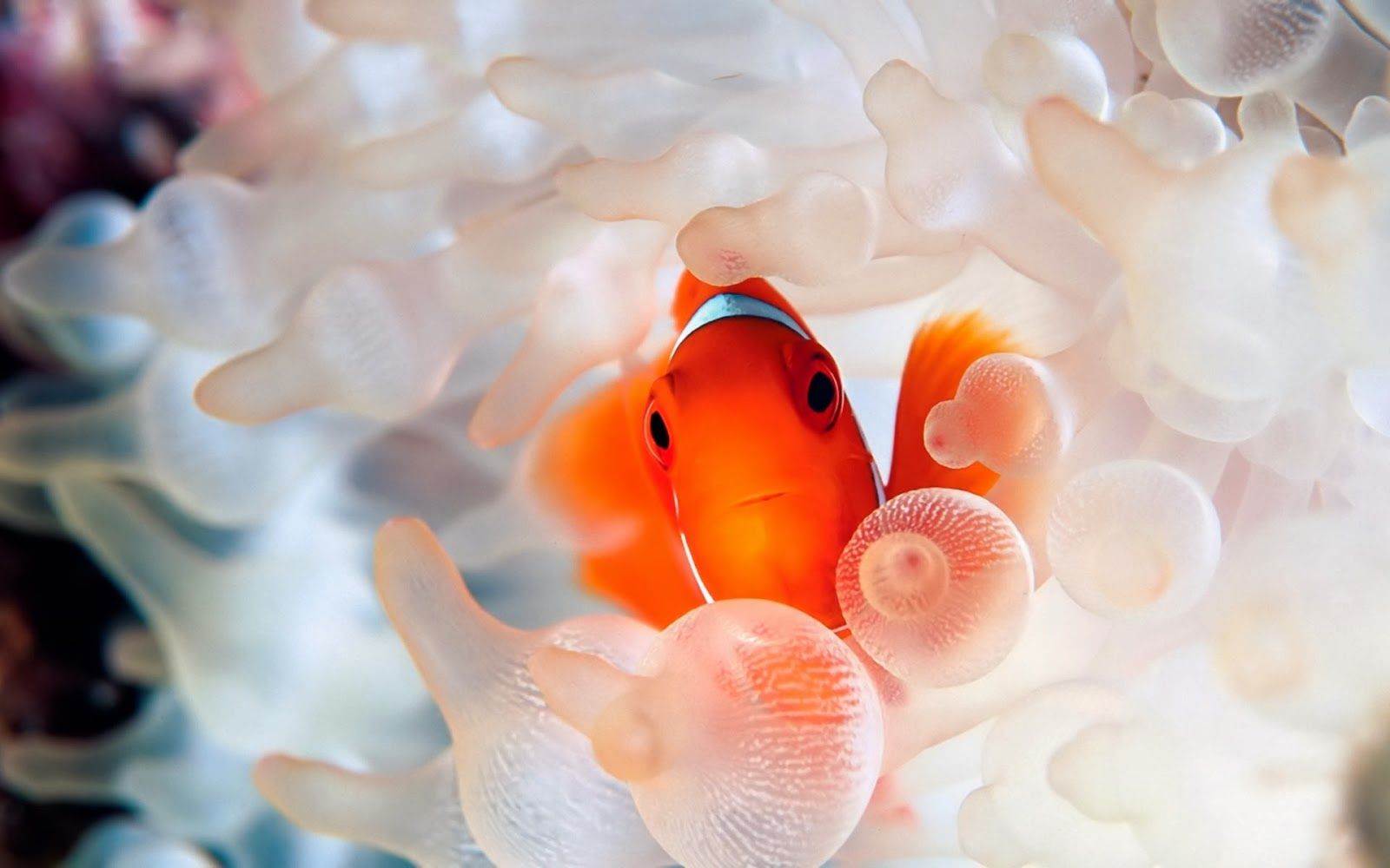beautiful desktop wallpaper 2014: Clownfish coral reef fish wallpaper 2014