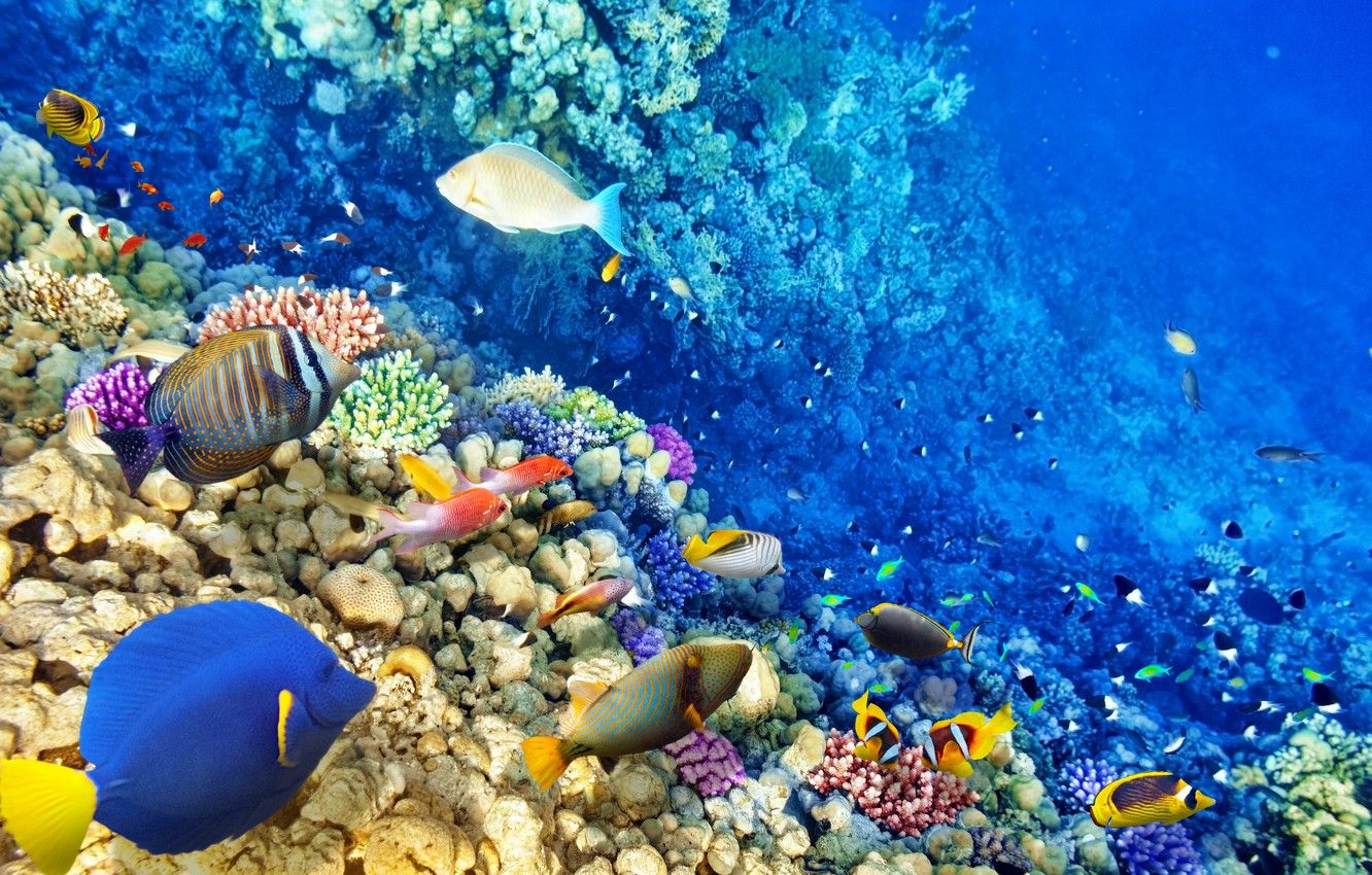 Reef Fish Wallpapers - Wallpaper Cave