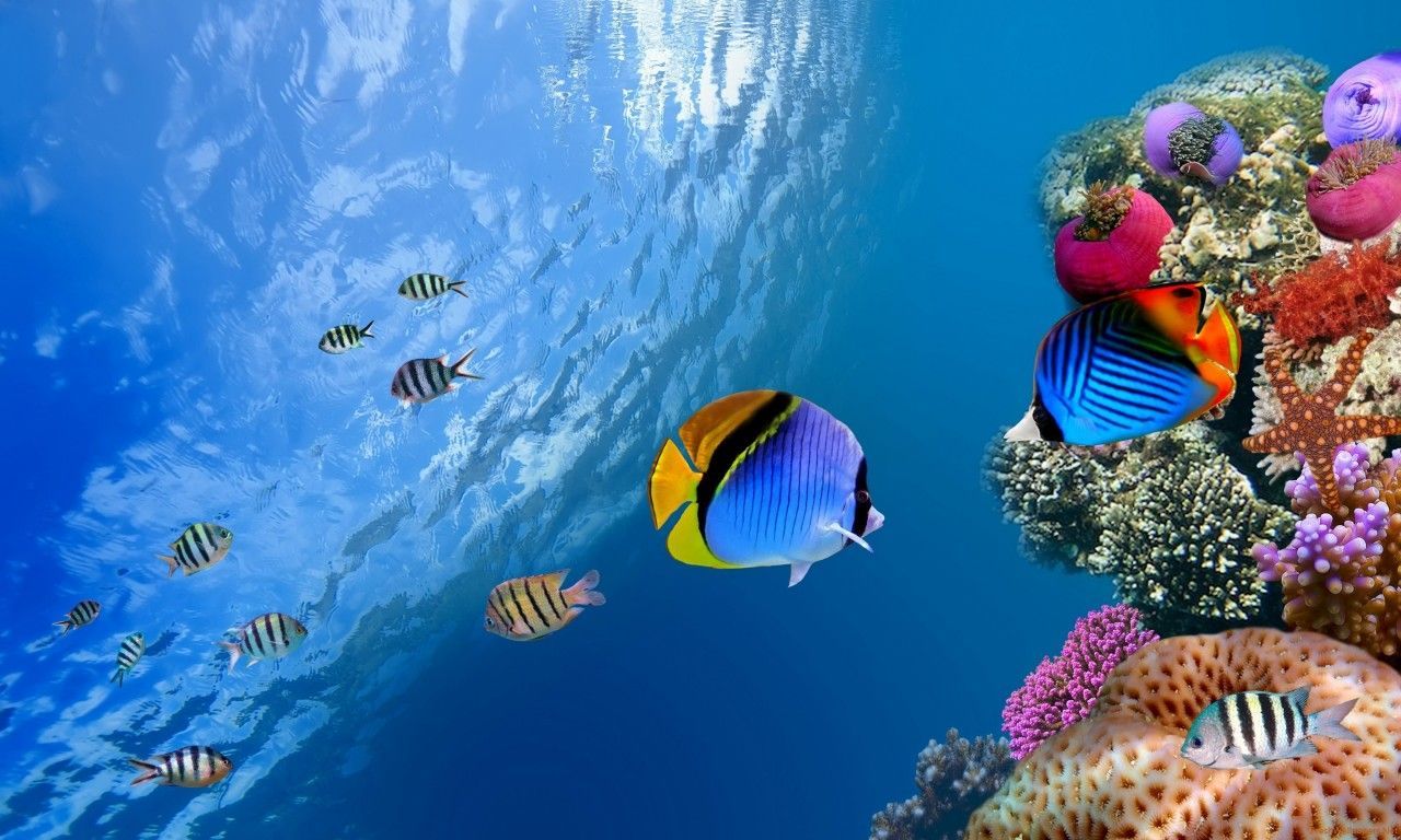 Coral Reef Tropical Underwater Life wallpaper. Freshwallpaper. Fish wallpaper, Colorful fish, 3D wallpaper underwater