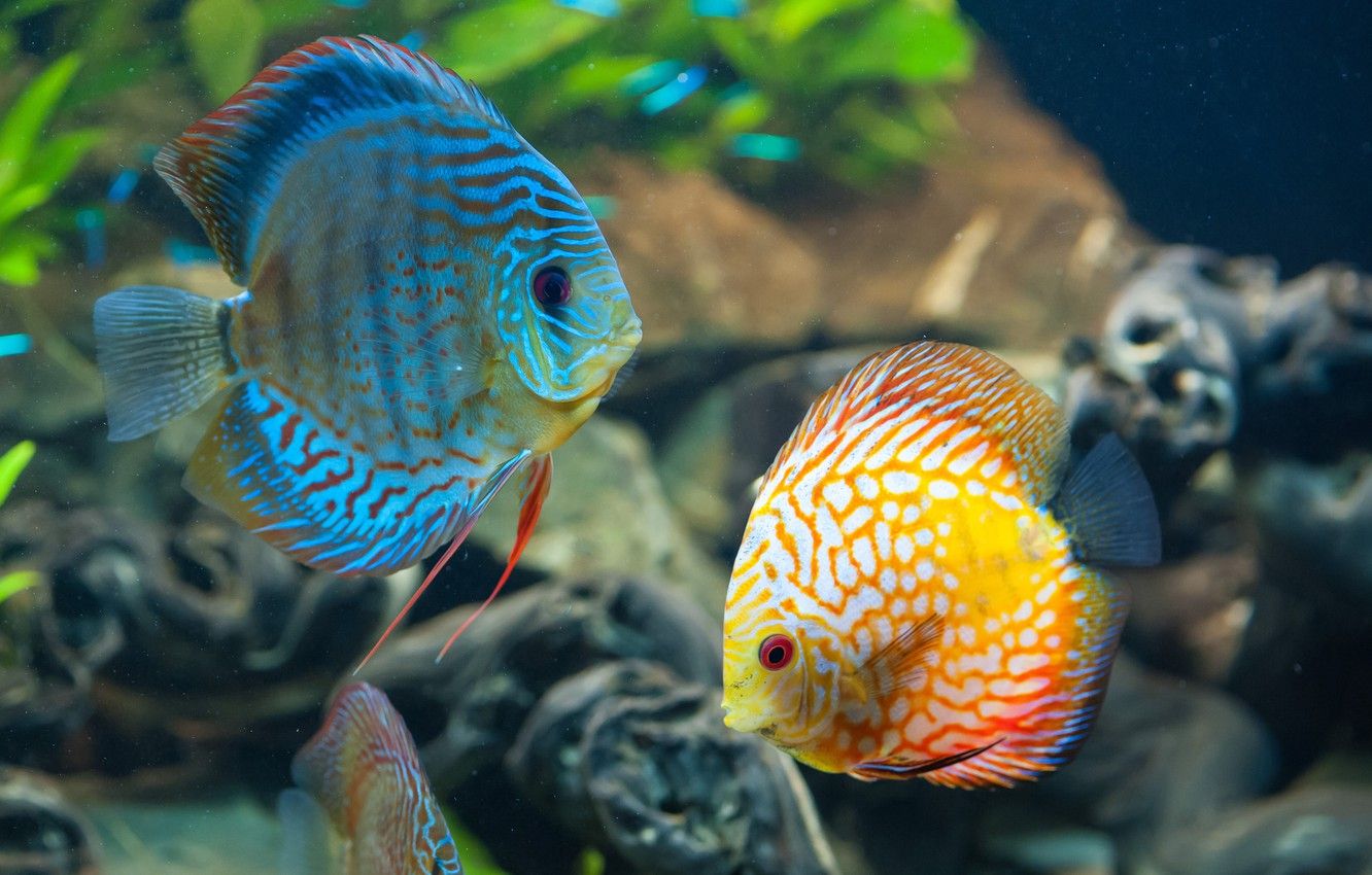 Wallpaper sea, the ocean, fish, beautiful, under water, underwater, sea, ocean, beautiful, fish, coral reef, coral reef, Discus, Diskus image for desktop, section животные