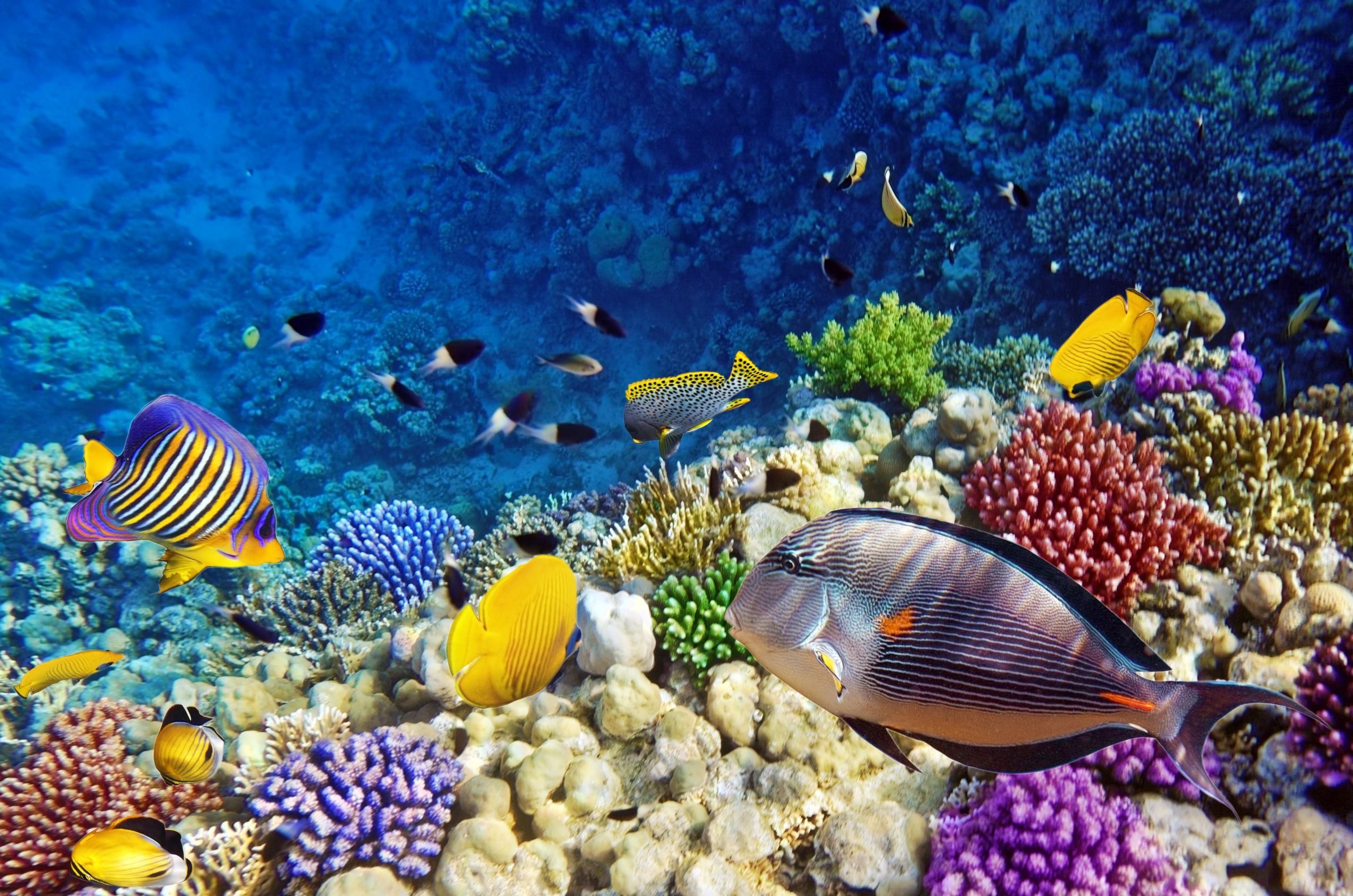 Underwater fish fishes ocean sea tropical reef wallpaperx1688