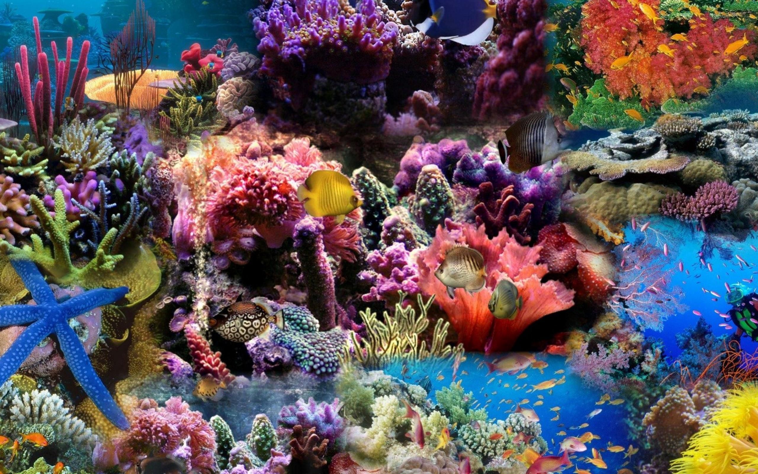 Download wallpaper 2560x1600 reef, coral, fish widescreen 16:10 HD background