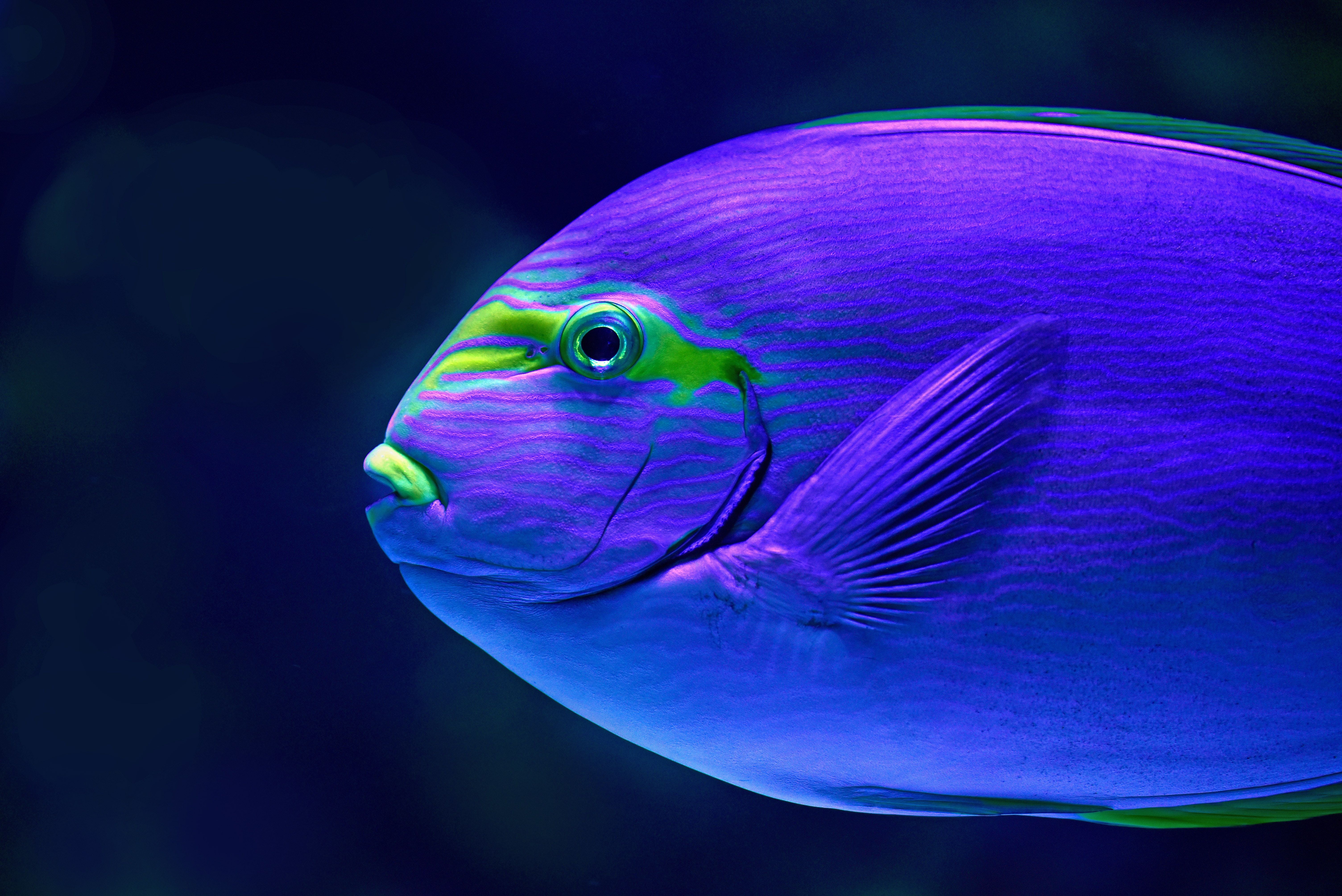 6016x4016 #eyestripe surgeonfish, #fish, #eye, #Free , #underwater, #reef fish, #purple, #green, #neon, #aquarium, #tang, #fish profile, #australia, #blue, #portrait, #sea life, #david clode, #surgeonfish HD Wallpaper
