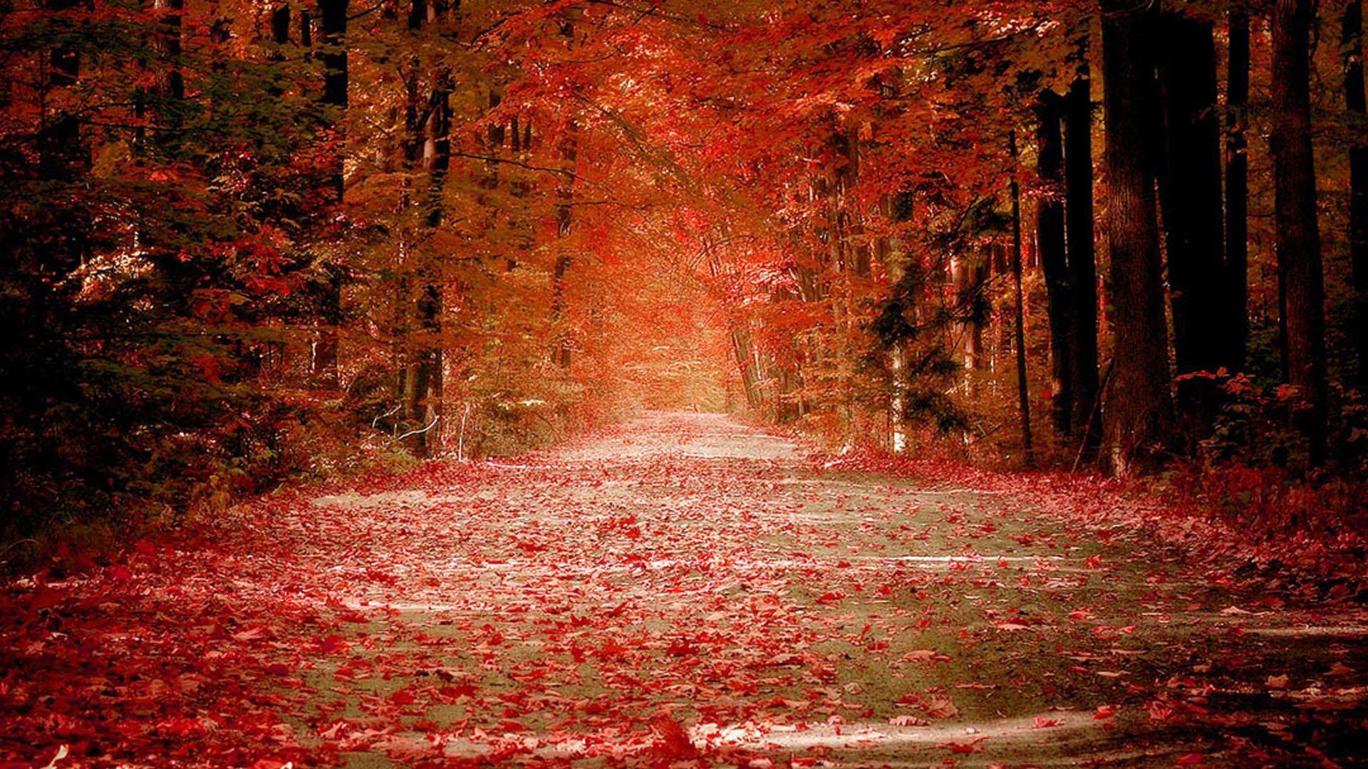 Road in autumn woods, resolution pix. for computer Florence Ibarra