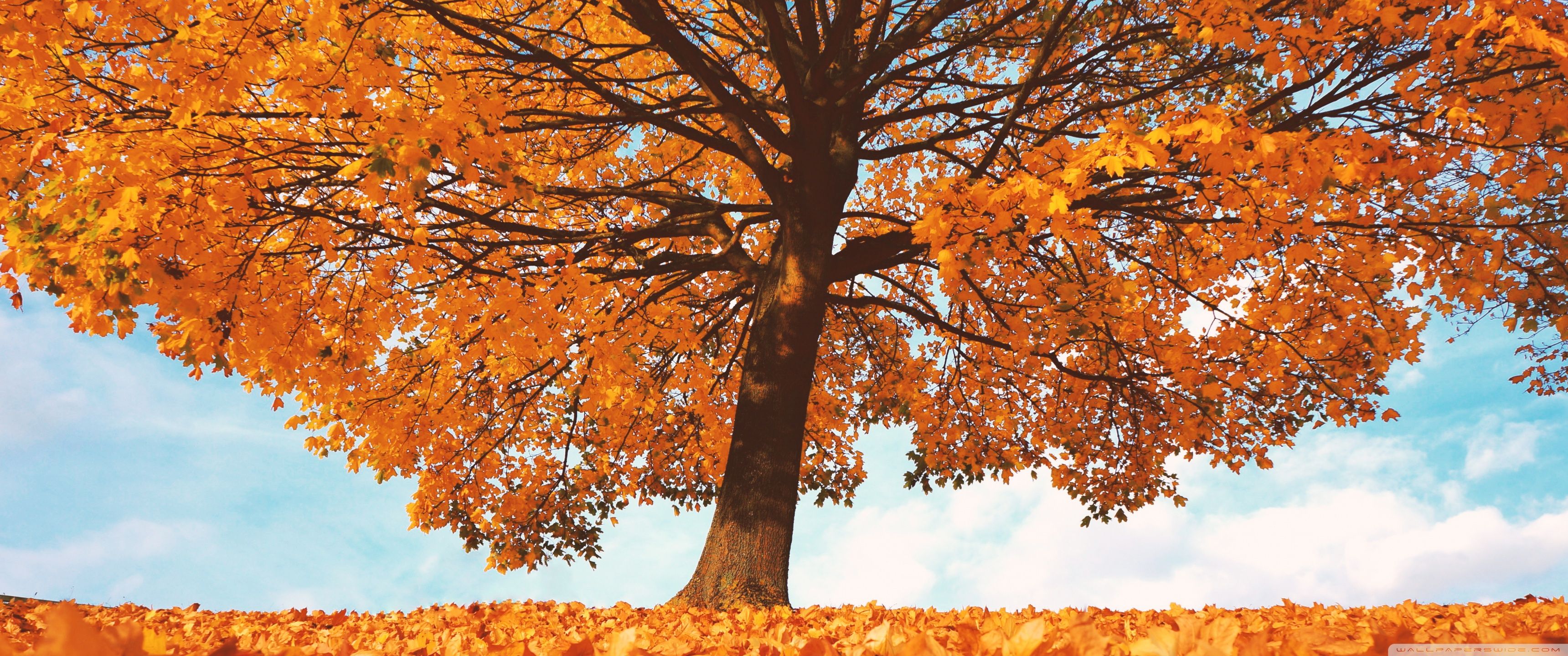 Trees with Yellow Leaves in Fall Ultra HD Desktop Background Wallpaper for 4K UHD TV, Widescreen & UltraWide Desktop & Laptop, Tablet