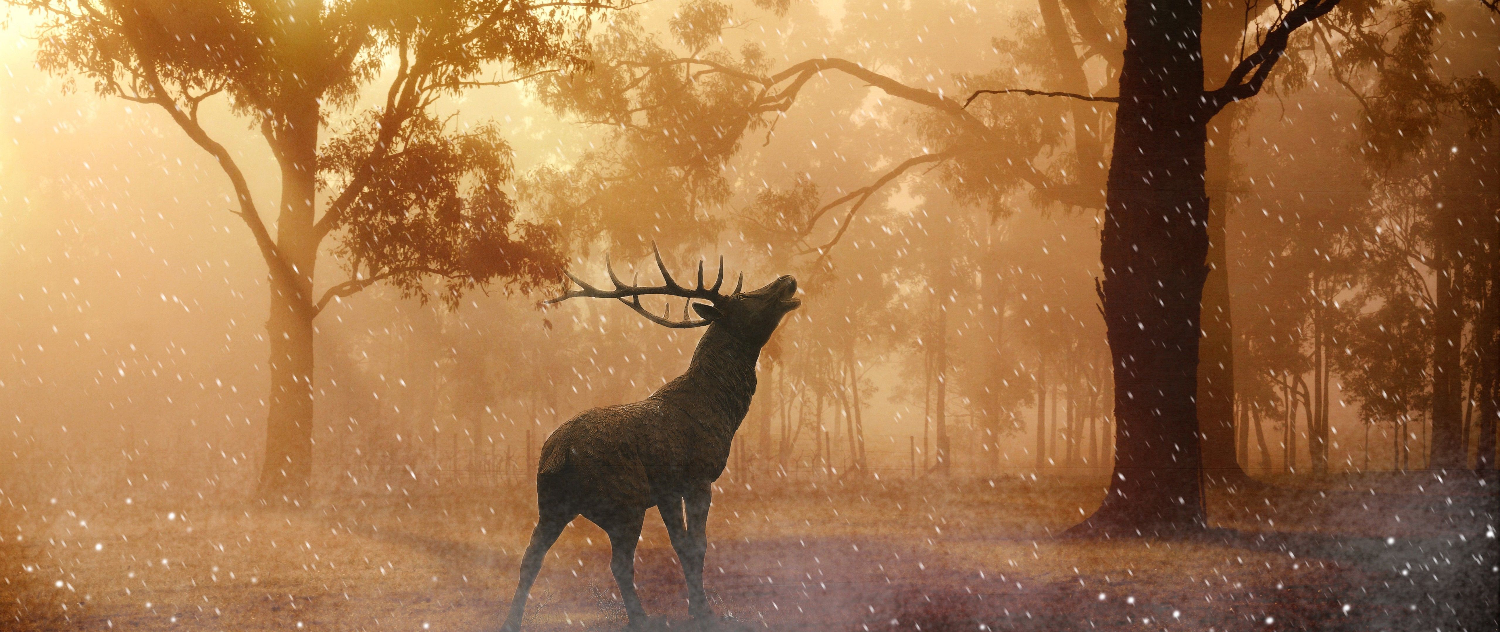 Beautiful Fallow Deer in Forest Autumn Wallpaper 4K Ultra HD Wide TV