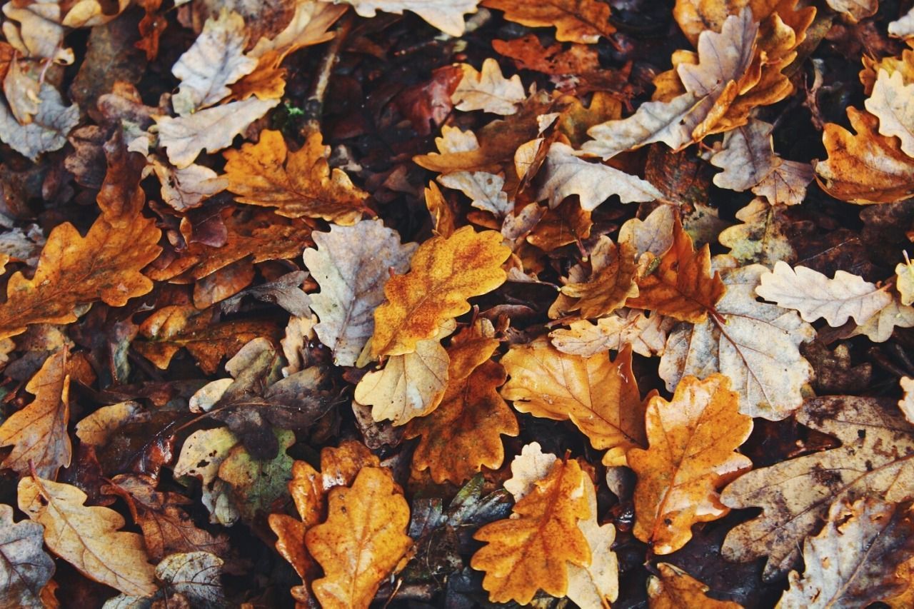 Fall Laptop Background