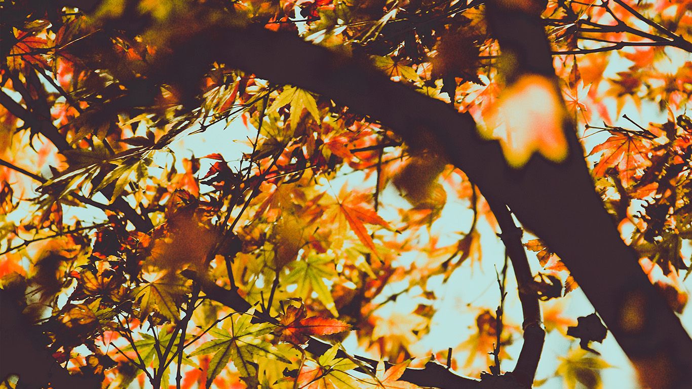 wallpaper for desktop, laptop. fall tree leaf autumn nature mountain