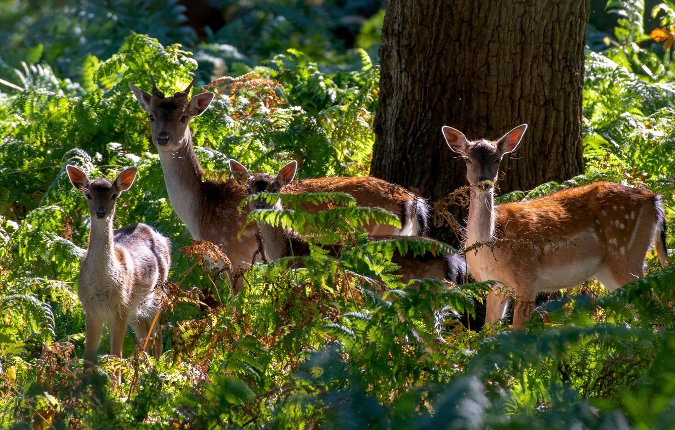 Wallpaper forest, light, tree, thickets, family, deer, fawn, fern, fawn, calves, DOE image for desktop, section животные