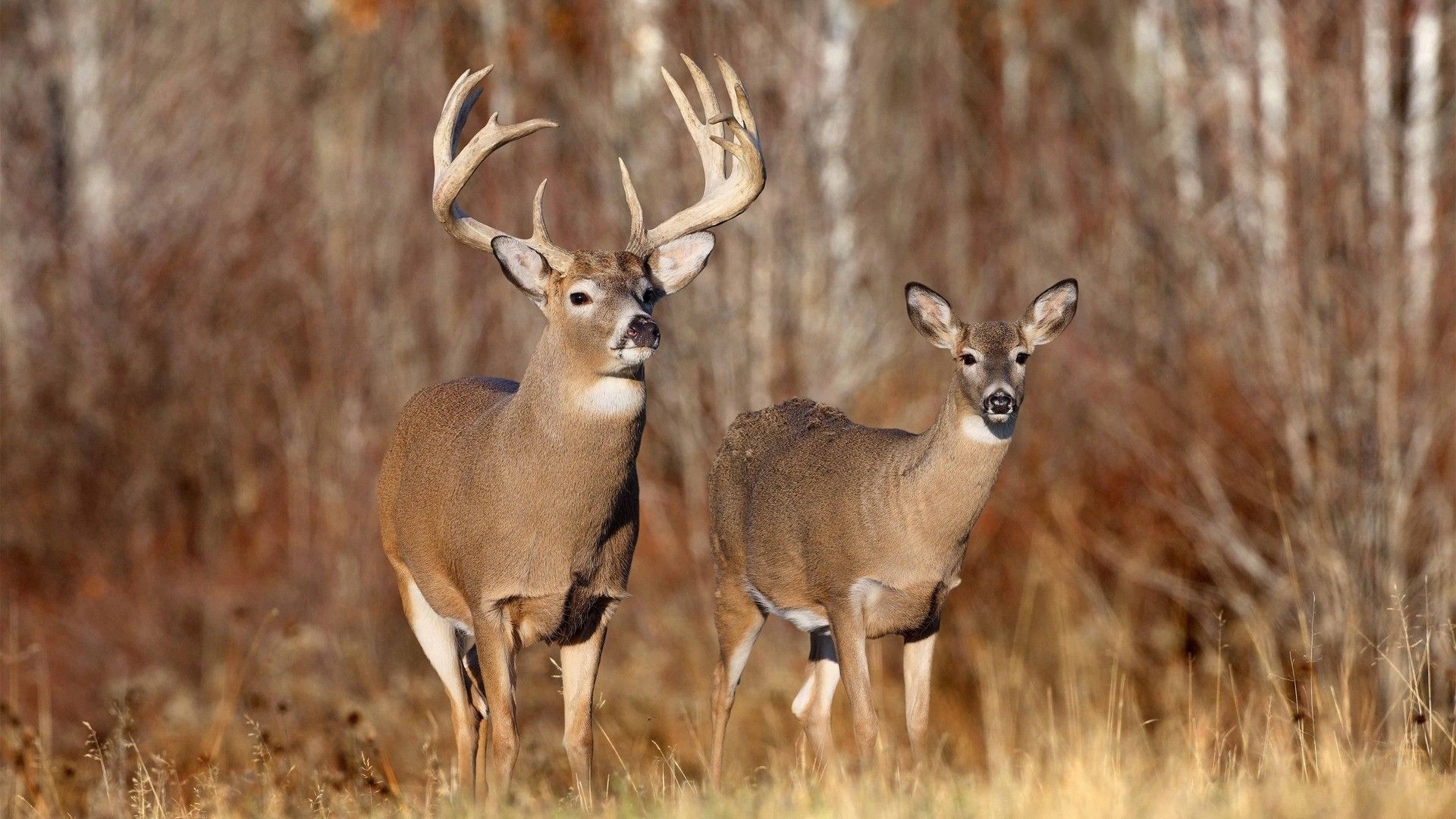 Deer Hunting Wallpaper HD Buck And Doe HD Wallpaper